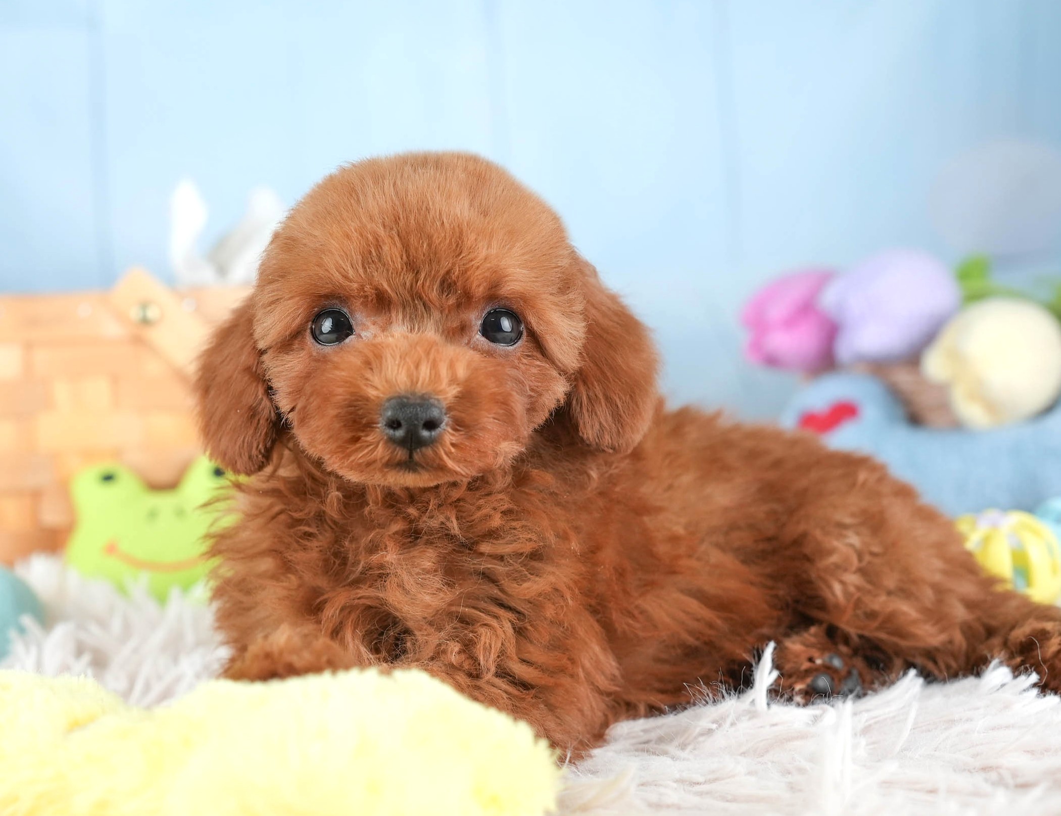 トイ・プードル | 男の子 | レッド | 2025年12月30日