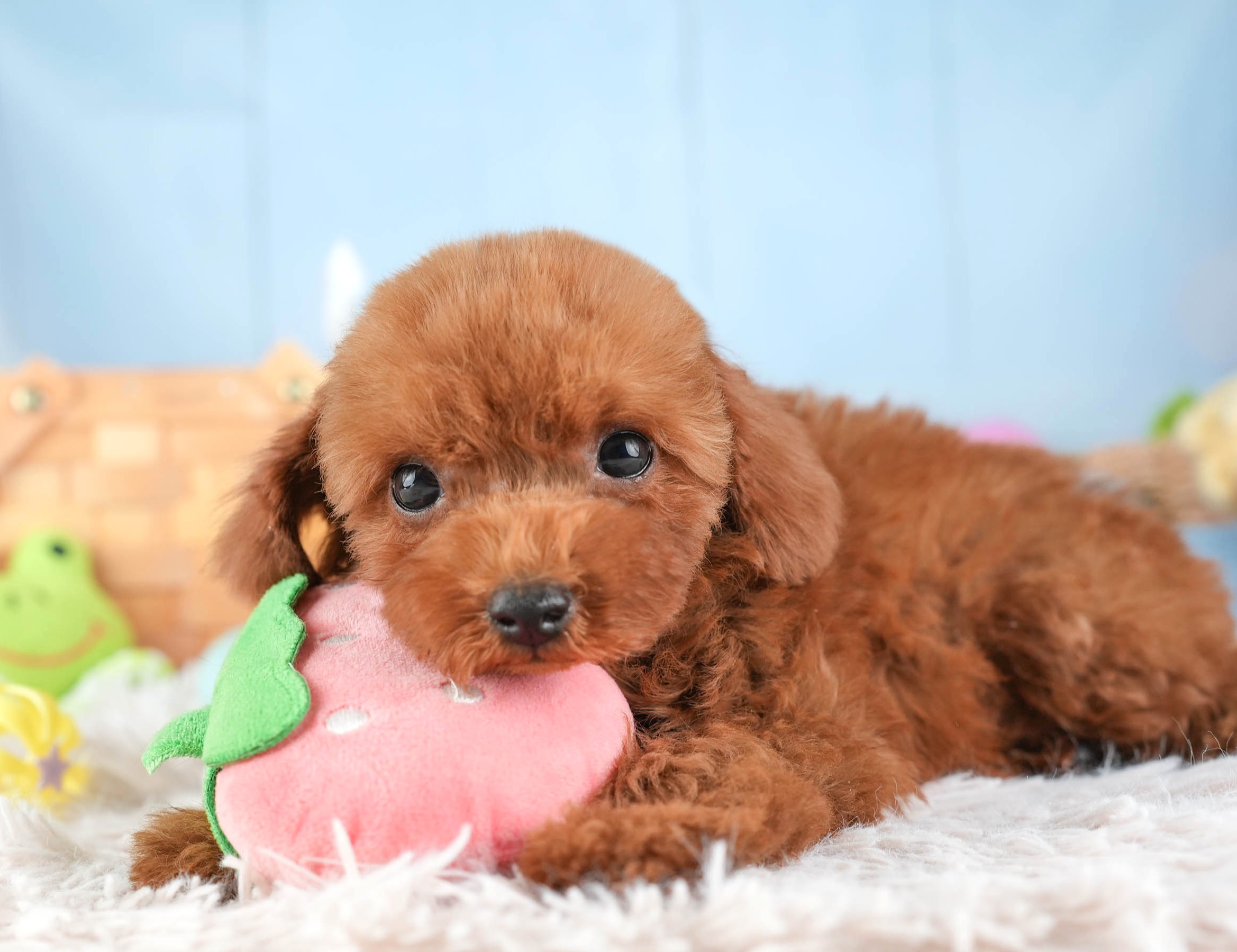 トイ・プードル | 男の子 | レッド | 2025年12月30日