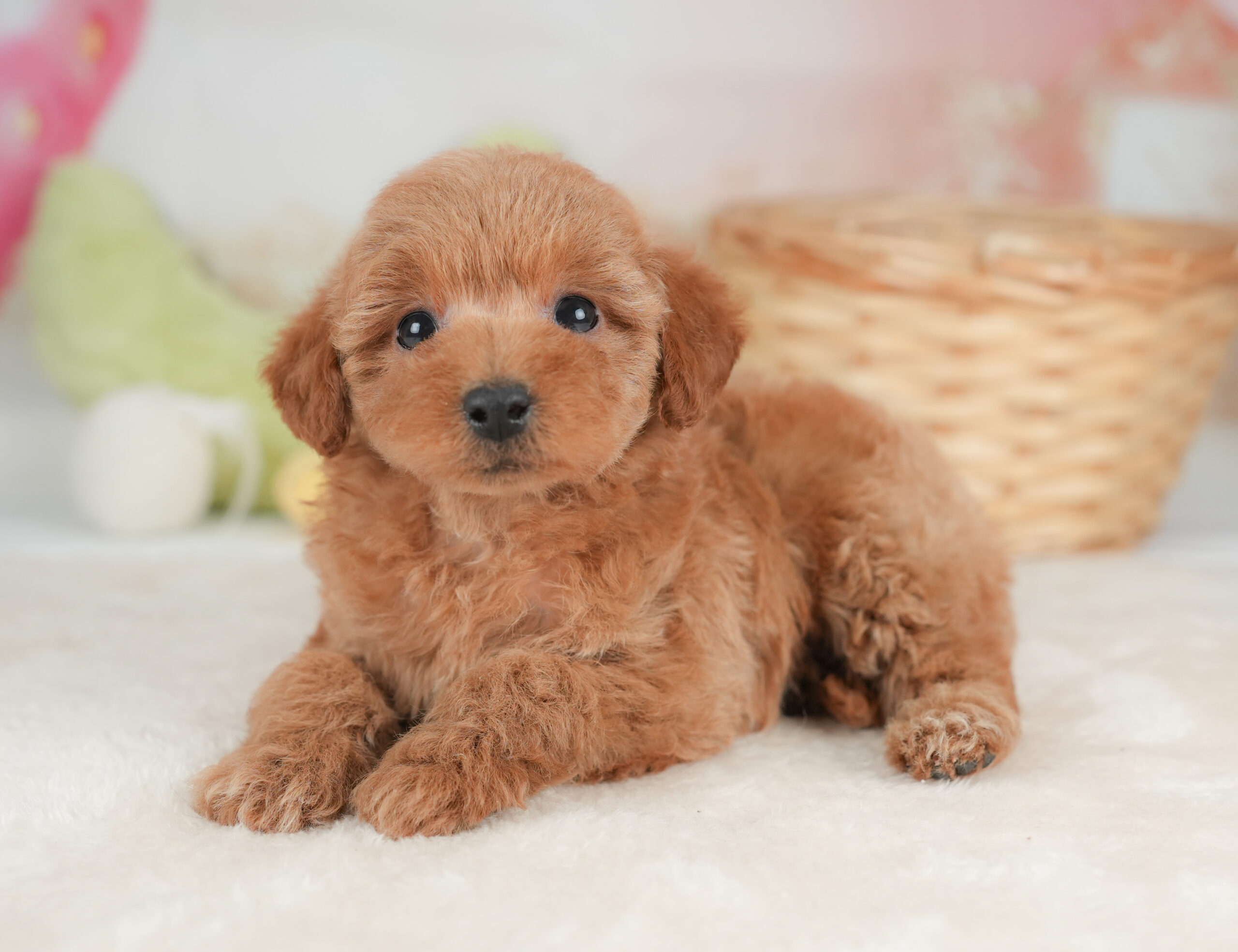 トイ・プードル | 女の子 | レッド | 2026年1月1日