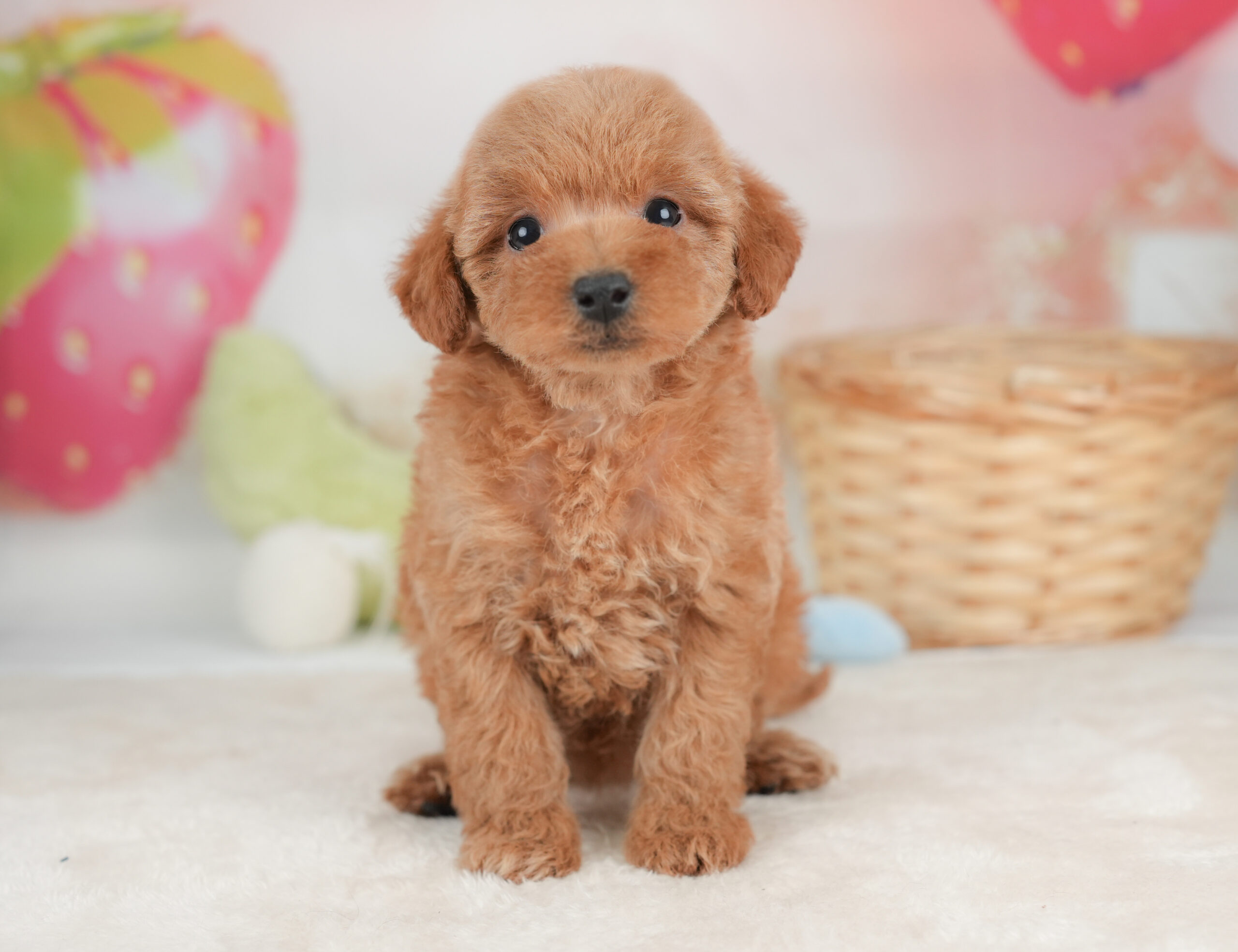 トイ・プードル | 女の子 | レッド | 2026年1月1日