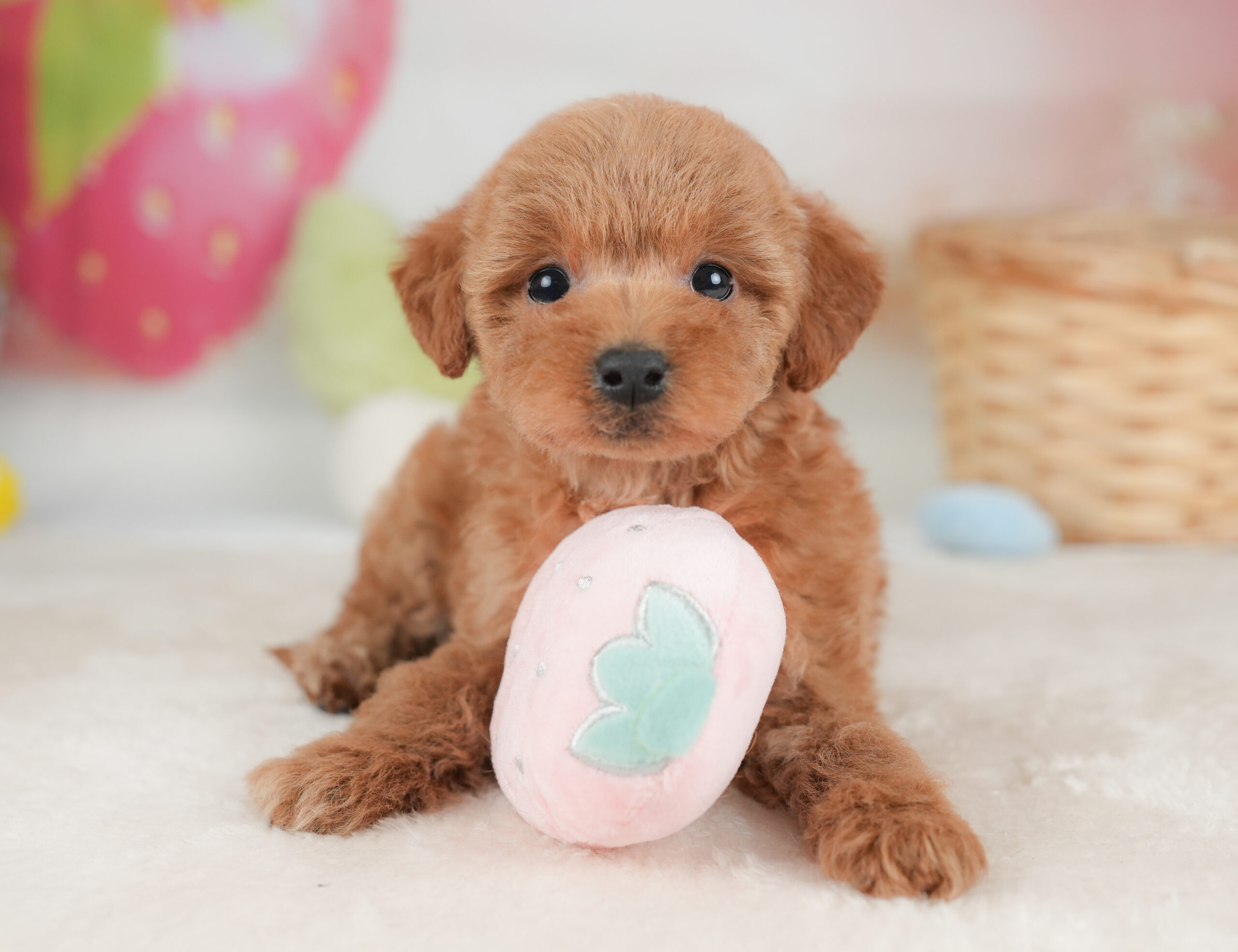 トイ・プードル | 女の子 | レッド | 2026年1月1日