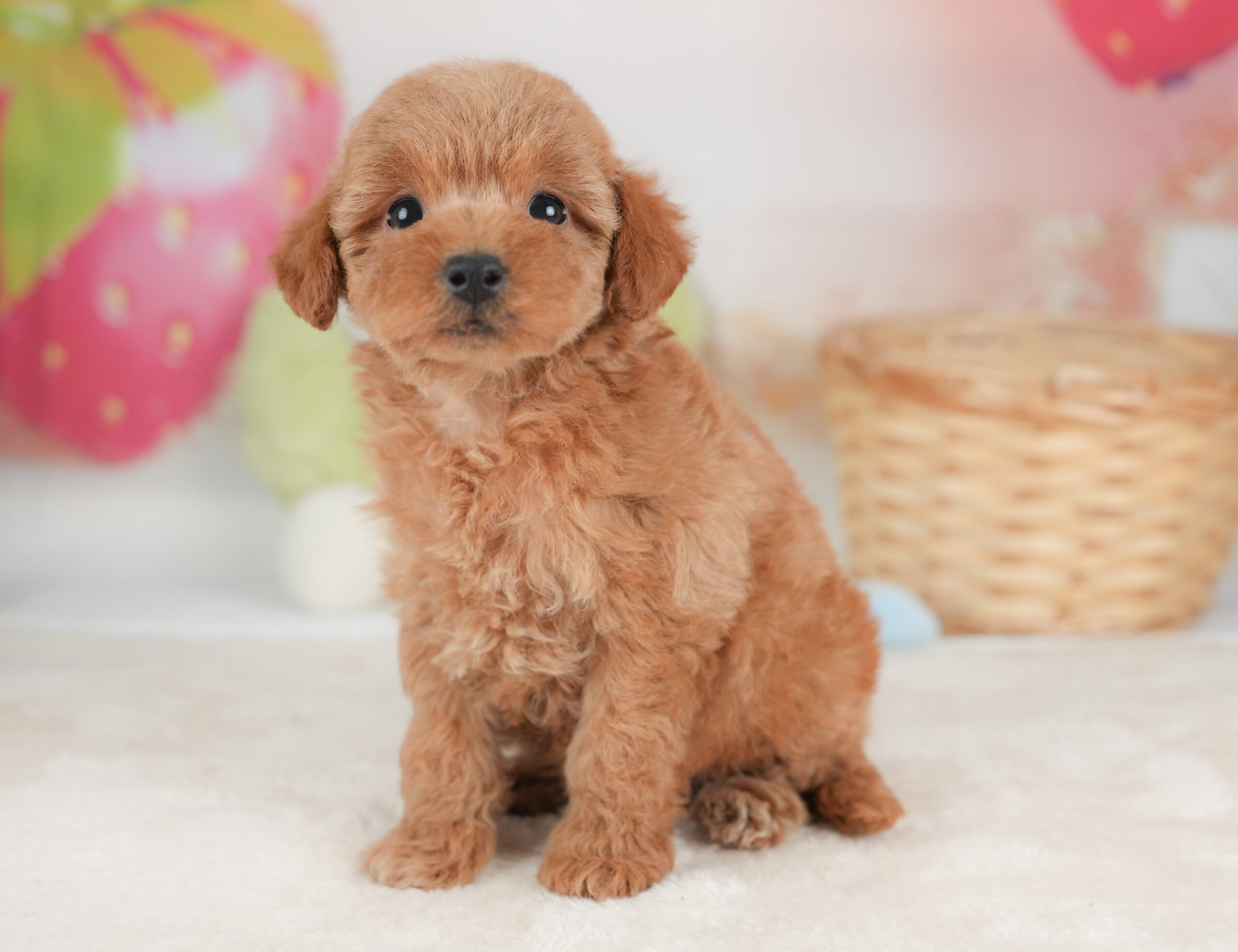トイ・プードル | 女の子 | レッド | 2026年1月1日