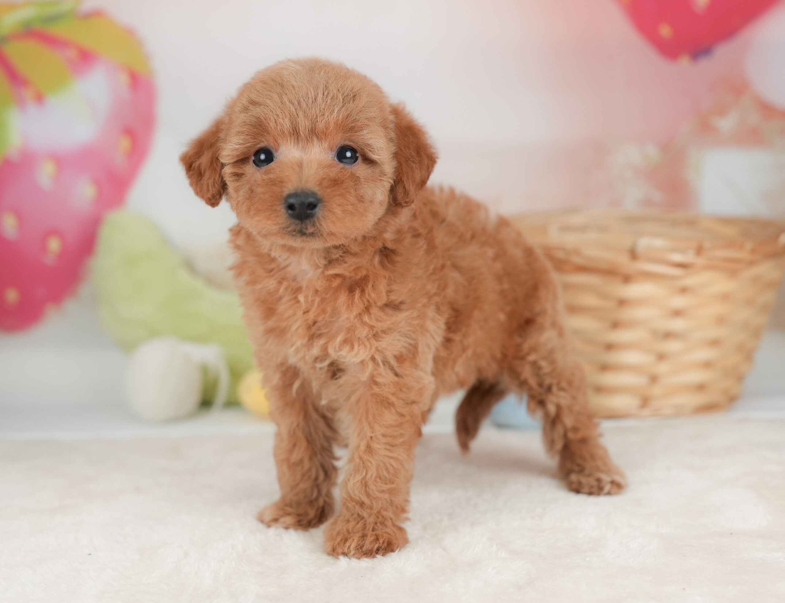 トイ・プードル | 女の子 | レッド | 2026年1月1日
