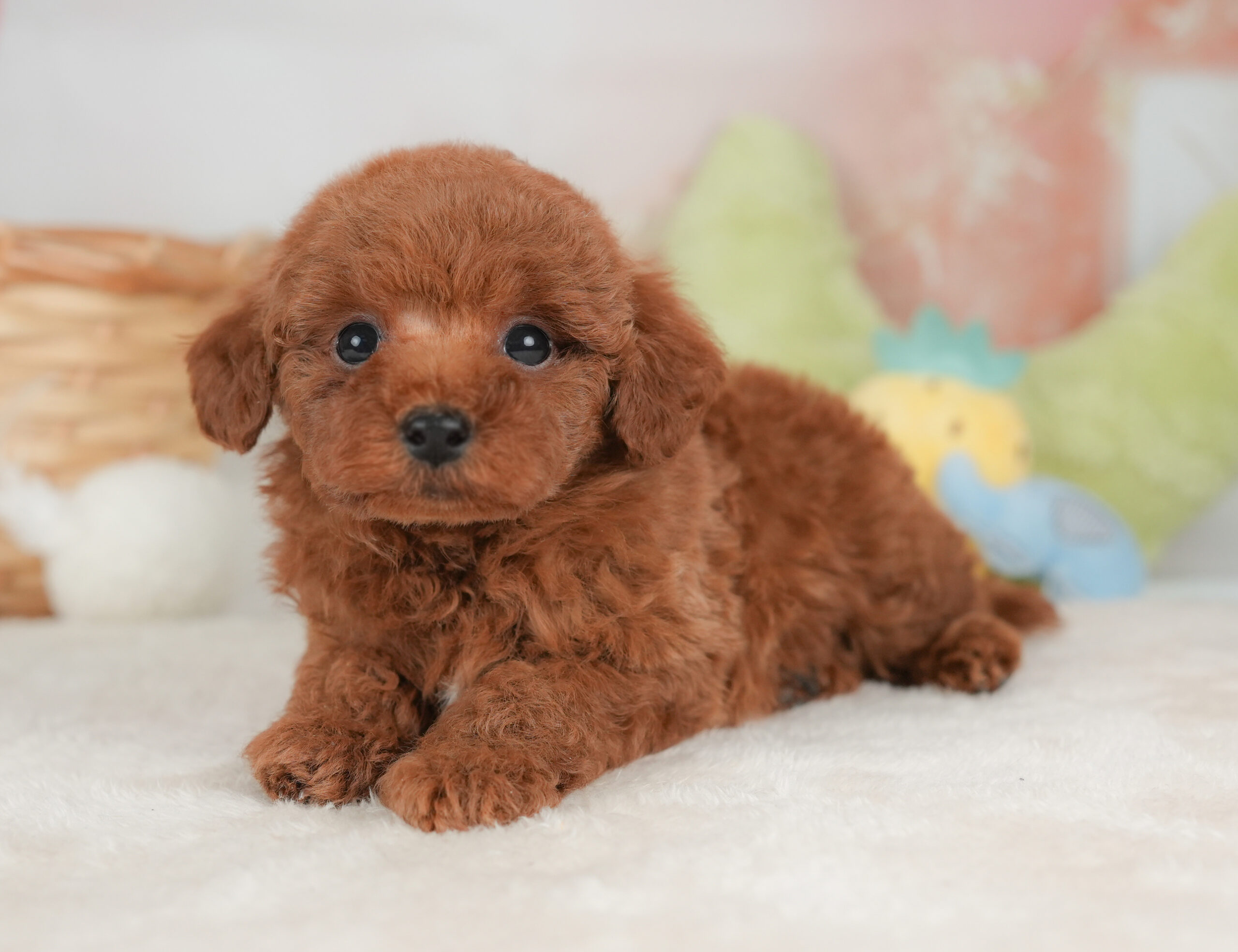 トイ・プードル | 男の子 | レッド | 2026年1月1日