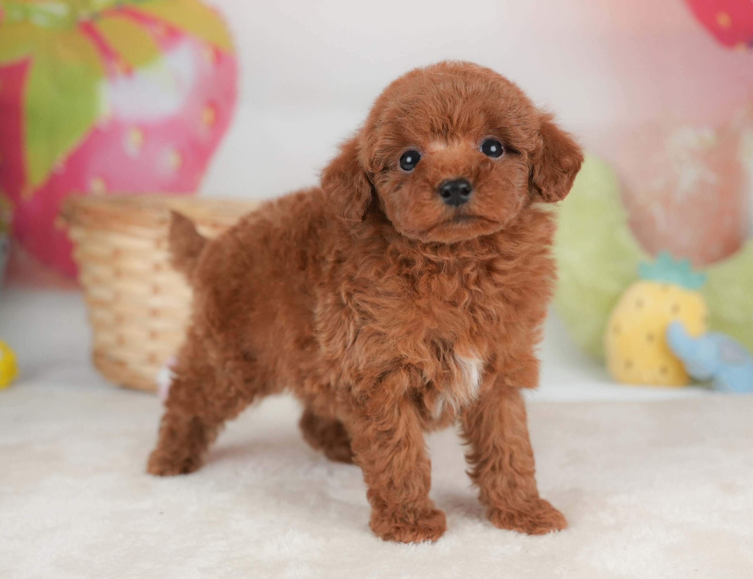 トイ・プードル | 男の子 | レッド | 2026年1月1日