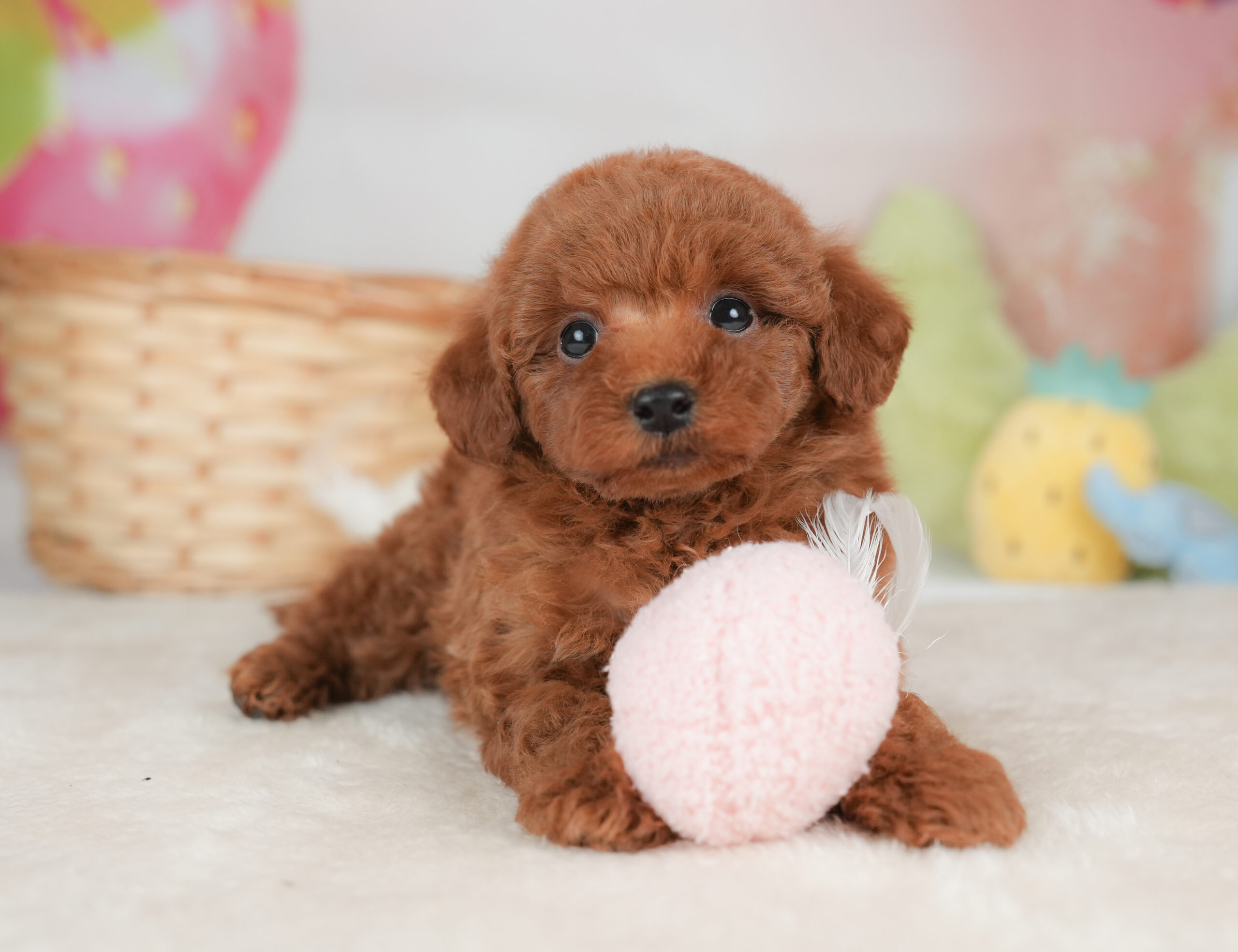 トイ・プードル | 男の子 | レッド | 2026年1月1日