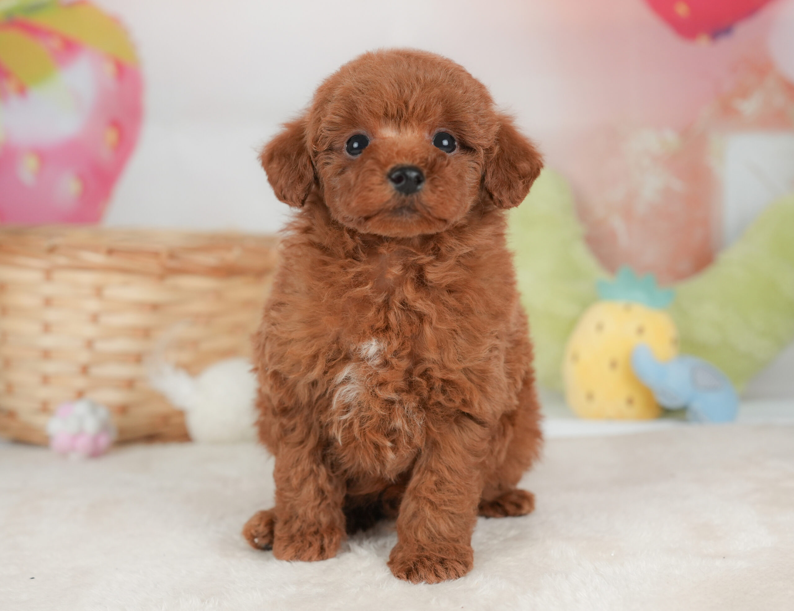 トイ・プードル | 男の子 | レッド | 2026年1月1日