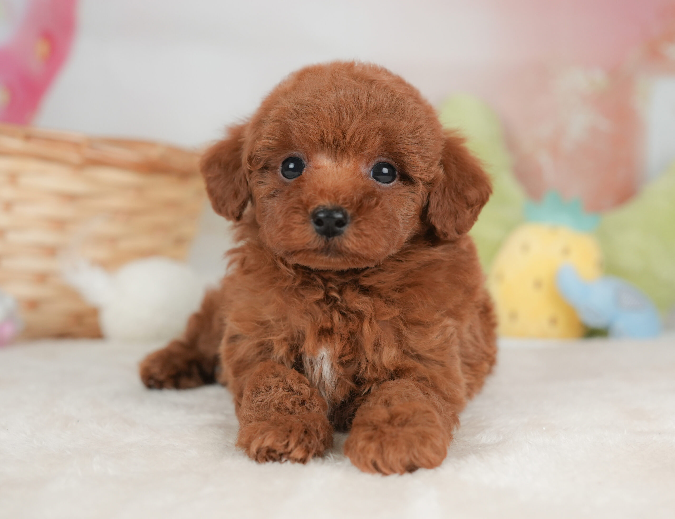 トイ・プードル | 男の子 | レッド | 2026年1月1日