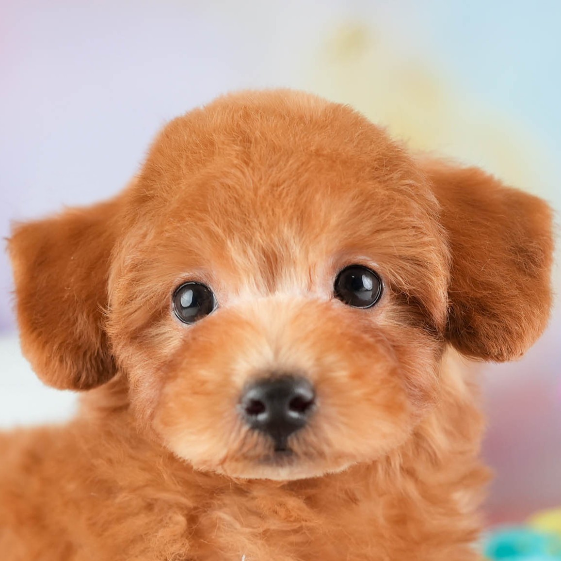 トイ・プードル | 男の子 | レッド | 2026年1月2日