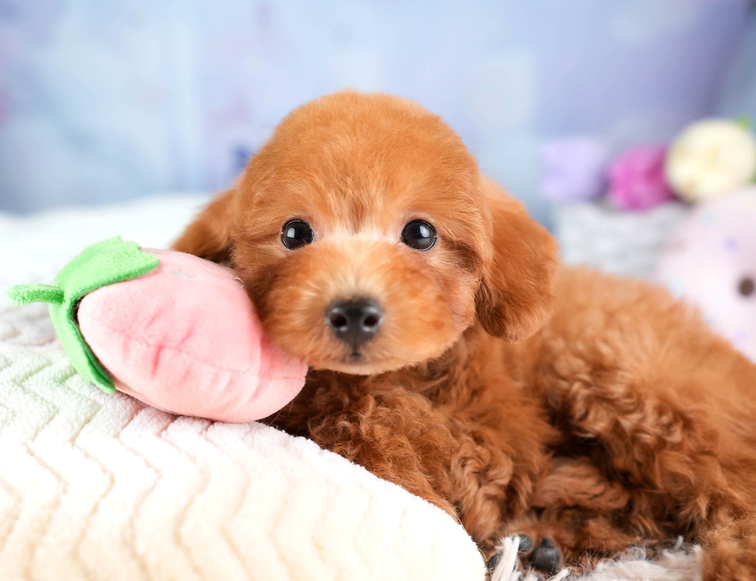 トイ・プードル | 男の子 | レッド | 2026年1月2日