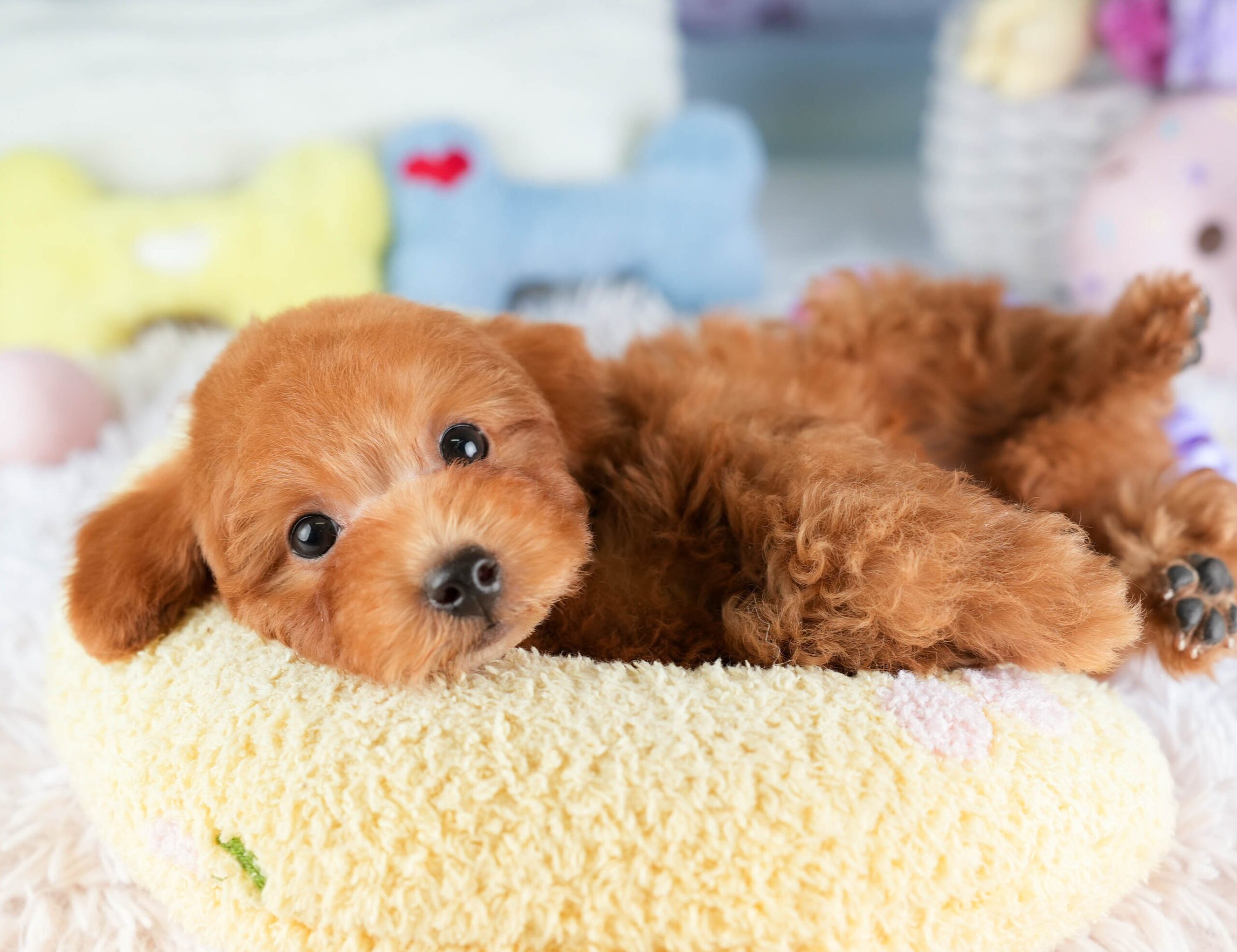 トイ・プードル | 男の子 | レッド | 2026年1月2日