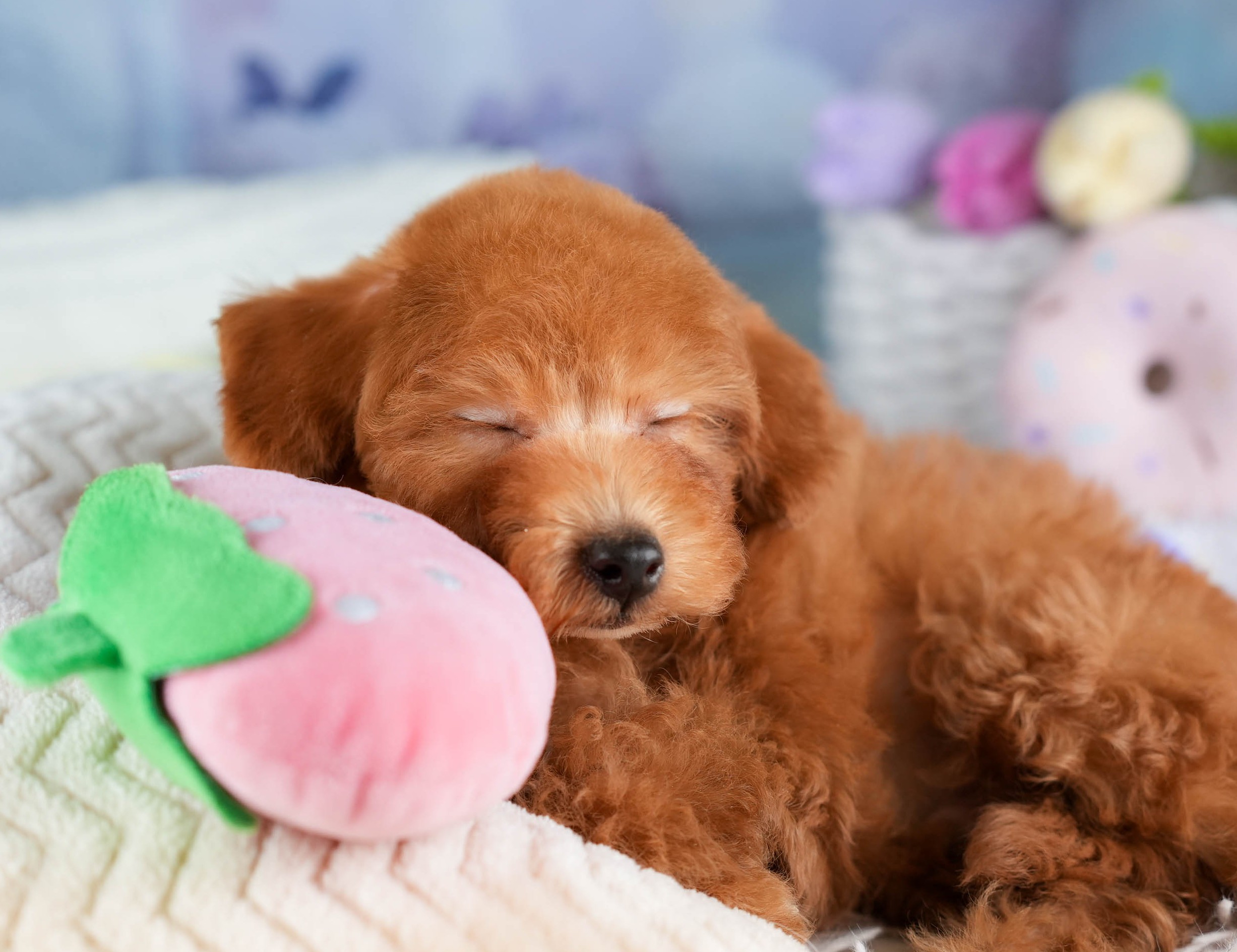 トイ・プードル | 男の子 | レッド | 2026年1月2日