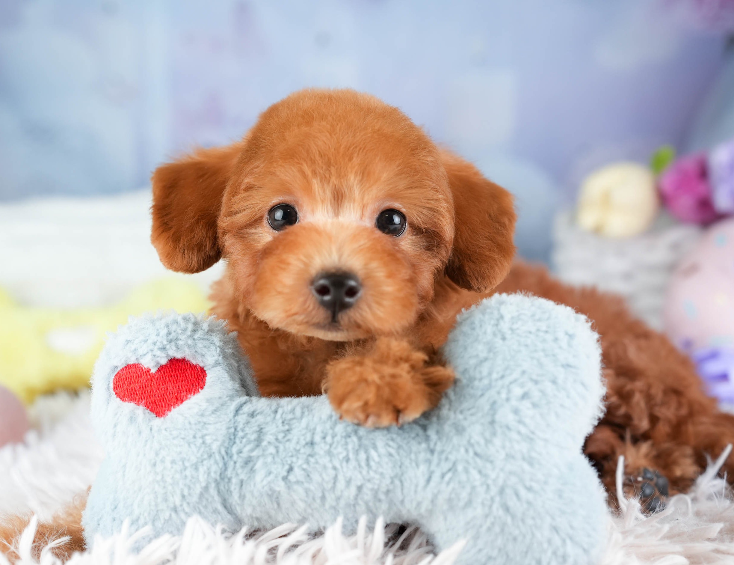 トイ・プードル | 男の子 | レッド | 2026年1月2日