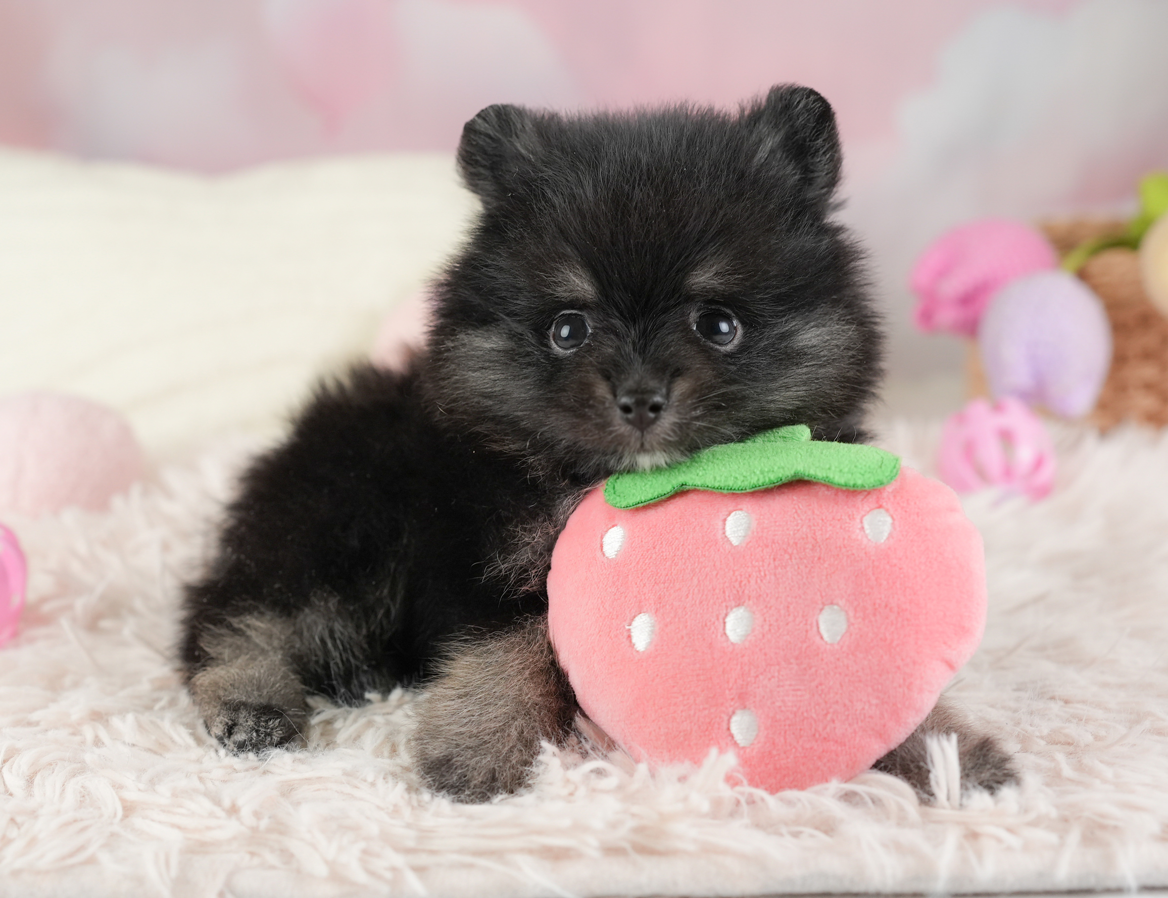 ポメラニアン【男の子 ブラックタン＆ホワイト 2026-01-03 パピー