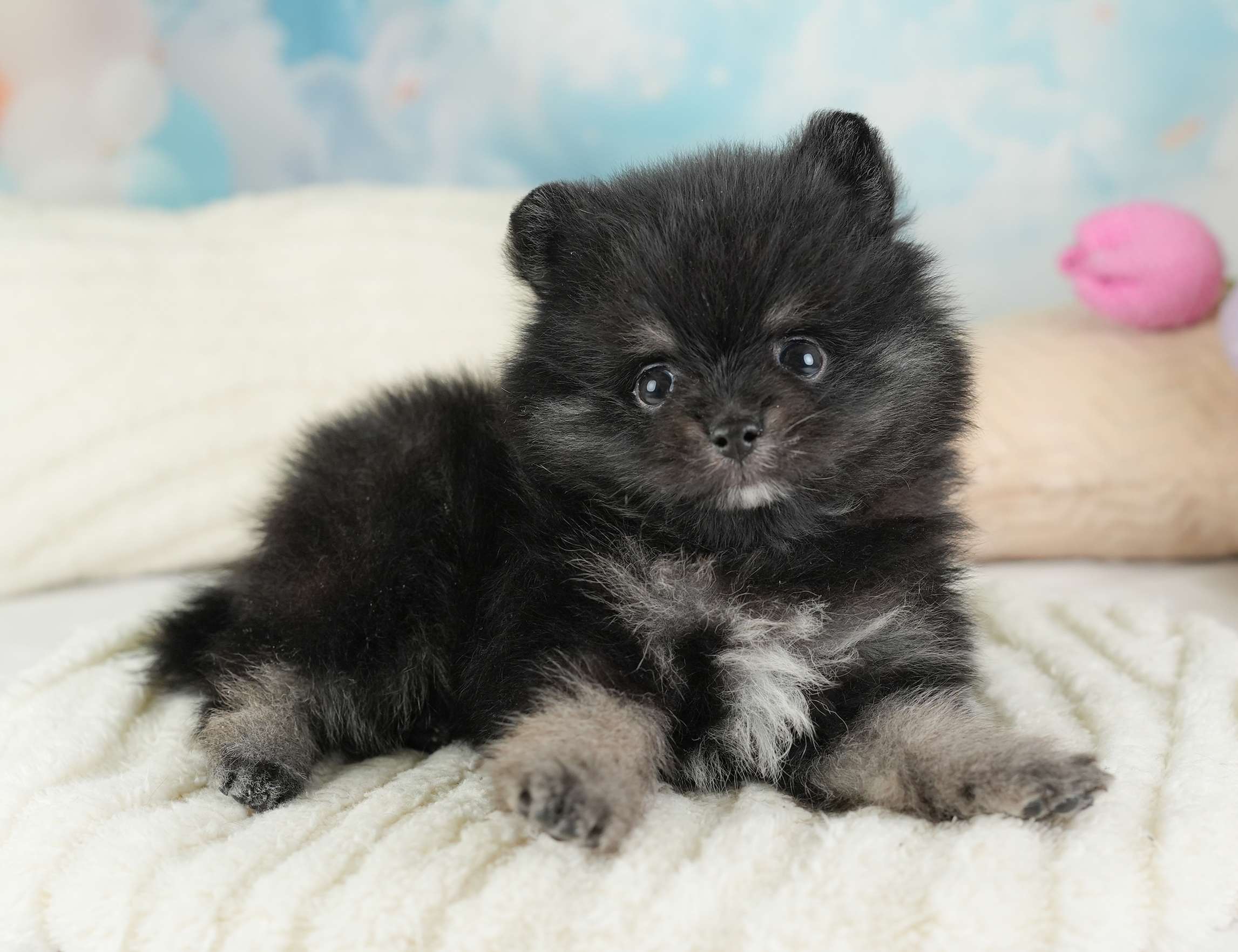 ポメラニアン | 男の子 | ブラックタン＆ホワイト | 2026年1月3日（ID:dog-30002829）