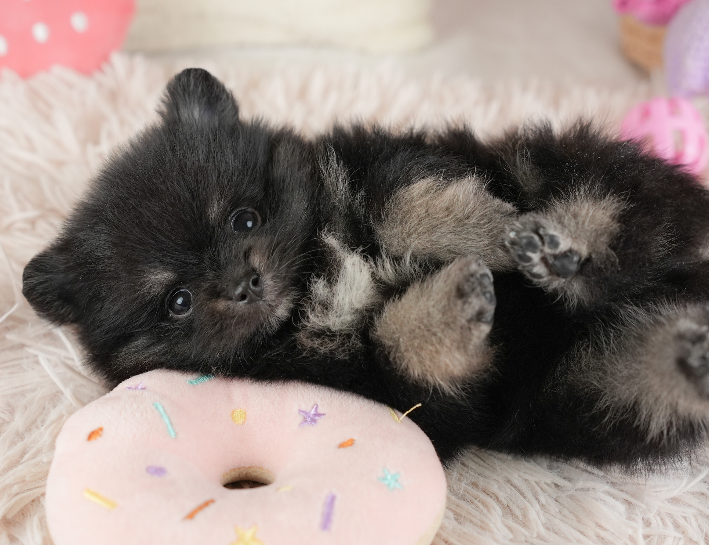 ポメラニアン【男の子 ブラックタン＆ホワイト 2026-01-03 パピー