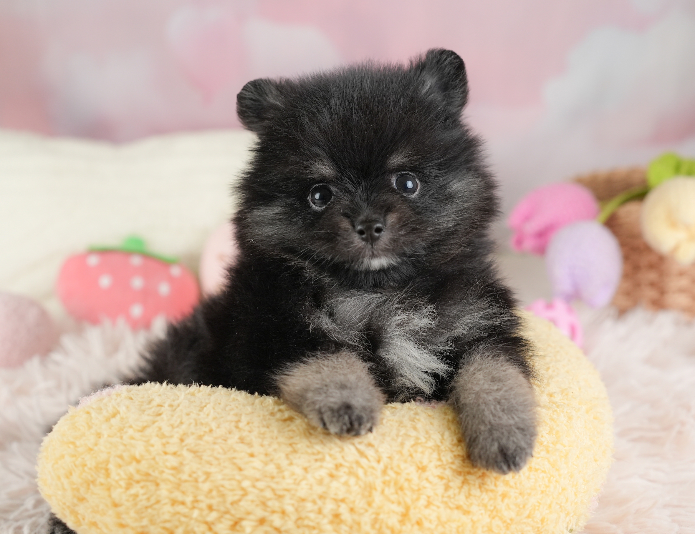 ポメラニアン | 男の子 | ブラックタン＆ホワイト | 2026年1月3日（ID:dog-30002829）