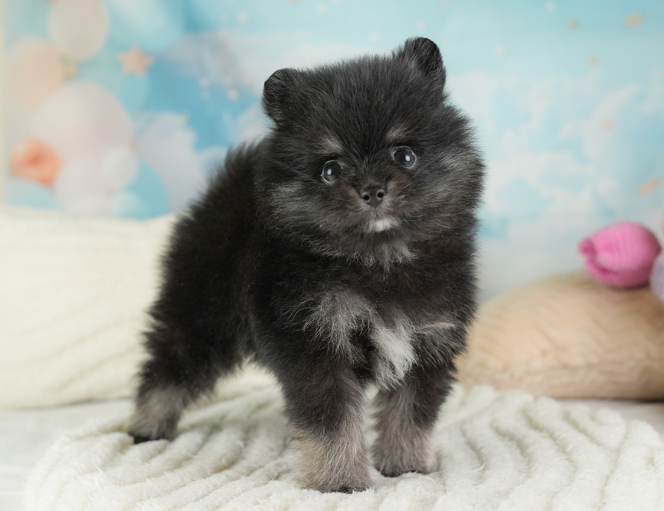 ポメラニアン | 男の子 | ブラックタン＆ホワイト | 2026年1月3日（ID:dog-30002829）