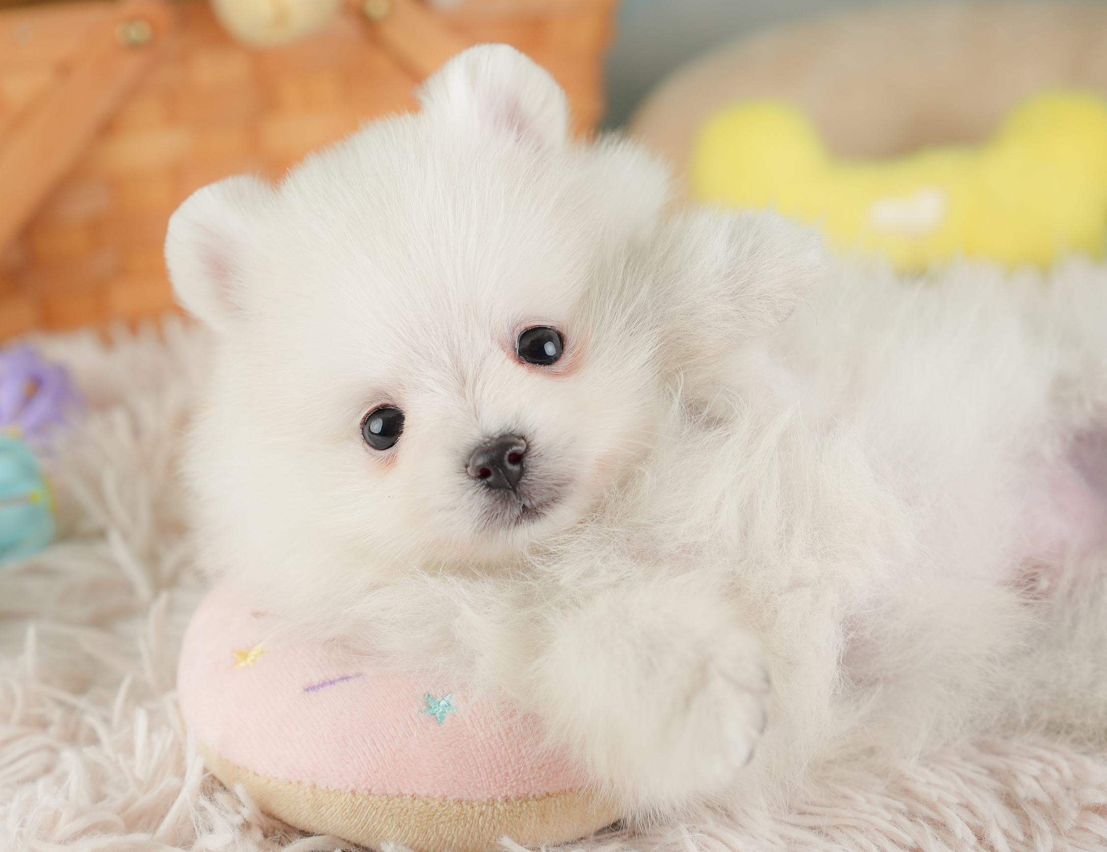 ポメラニアン【男の子 ホワイト 2026-01-03 パピーヴィレッジ