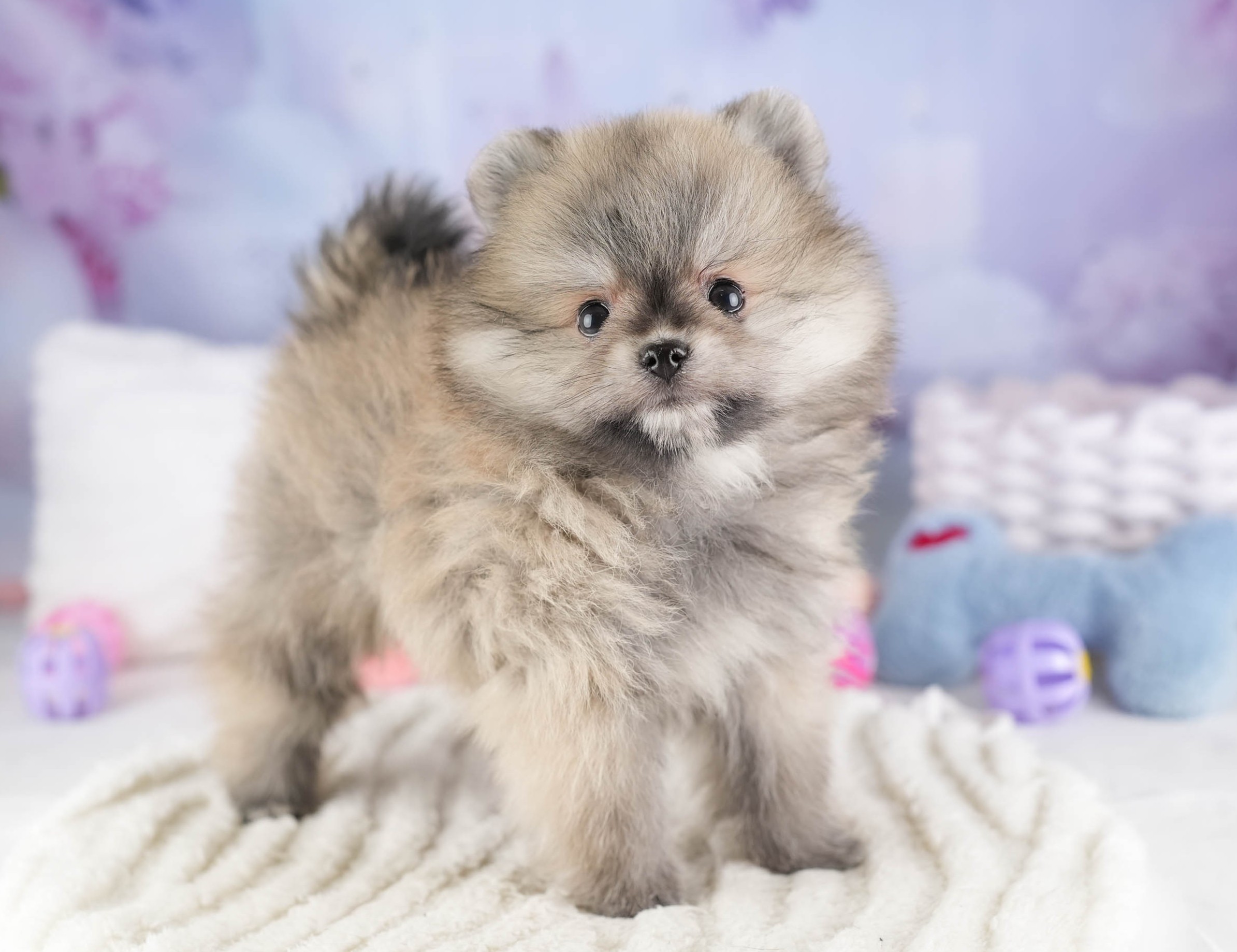 ポメラニアン | 女の子 | ウルフセーブル | 2026年1月3日
