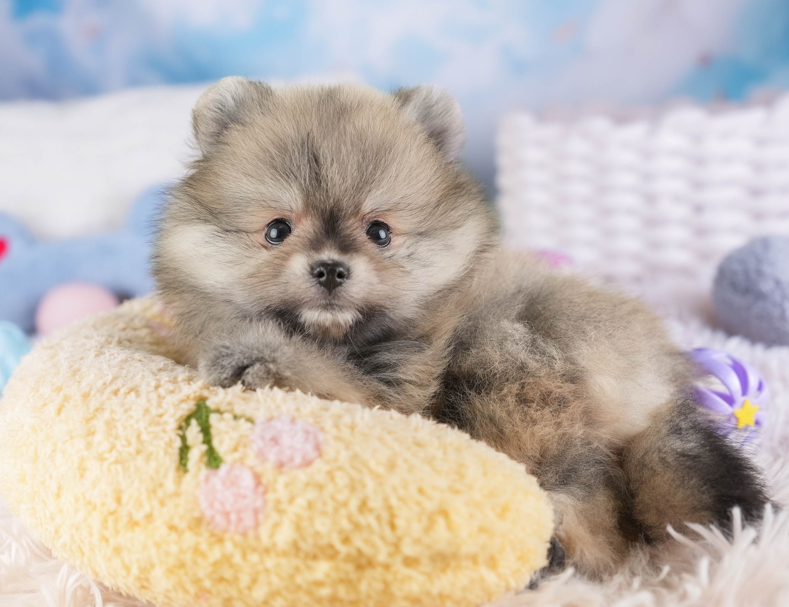 ポメラニアン | 女の子 | ウルフセーブル | 2026年1月3日