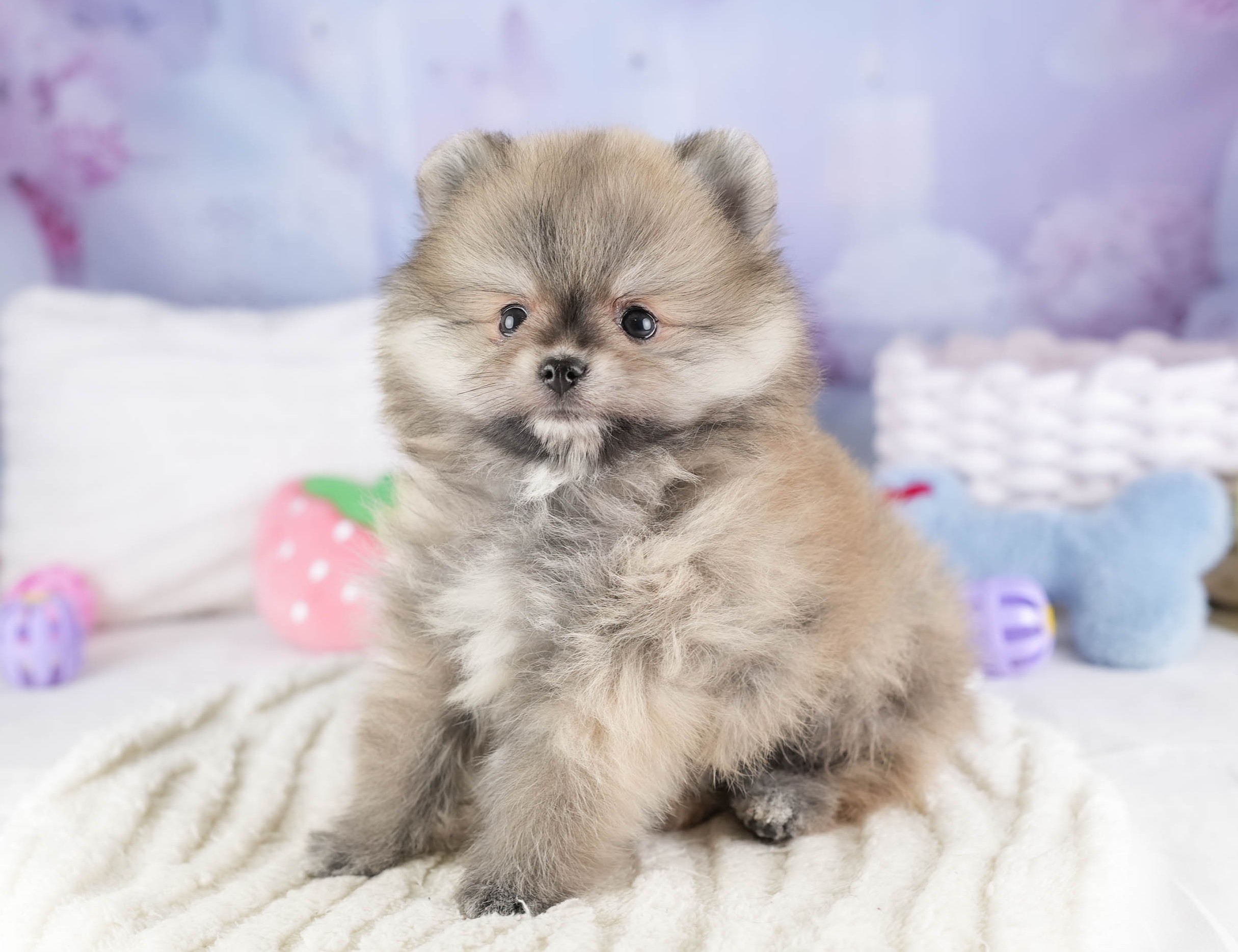 ポメラニアン | 女の子 | ウルフセーブル | 2026年1月3日