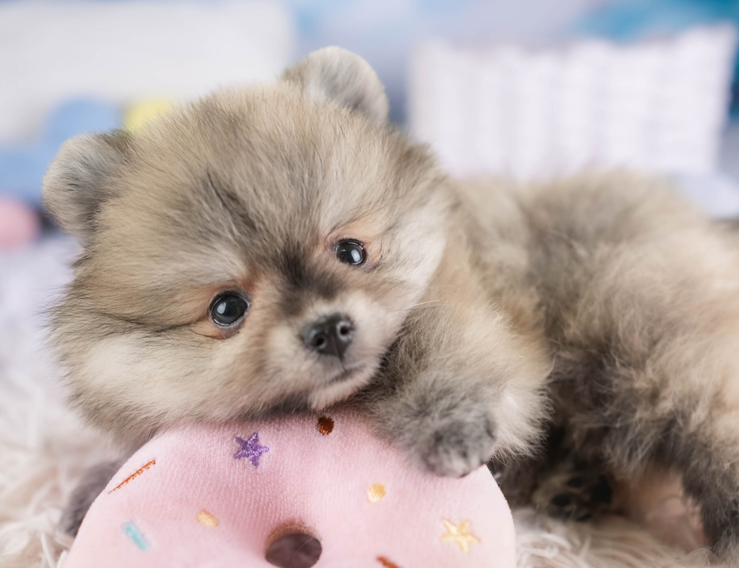 ポメラニアン | 女の子 | ウルフセーブル | 2026年1月3日