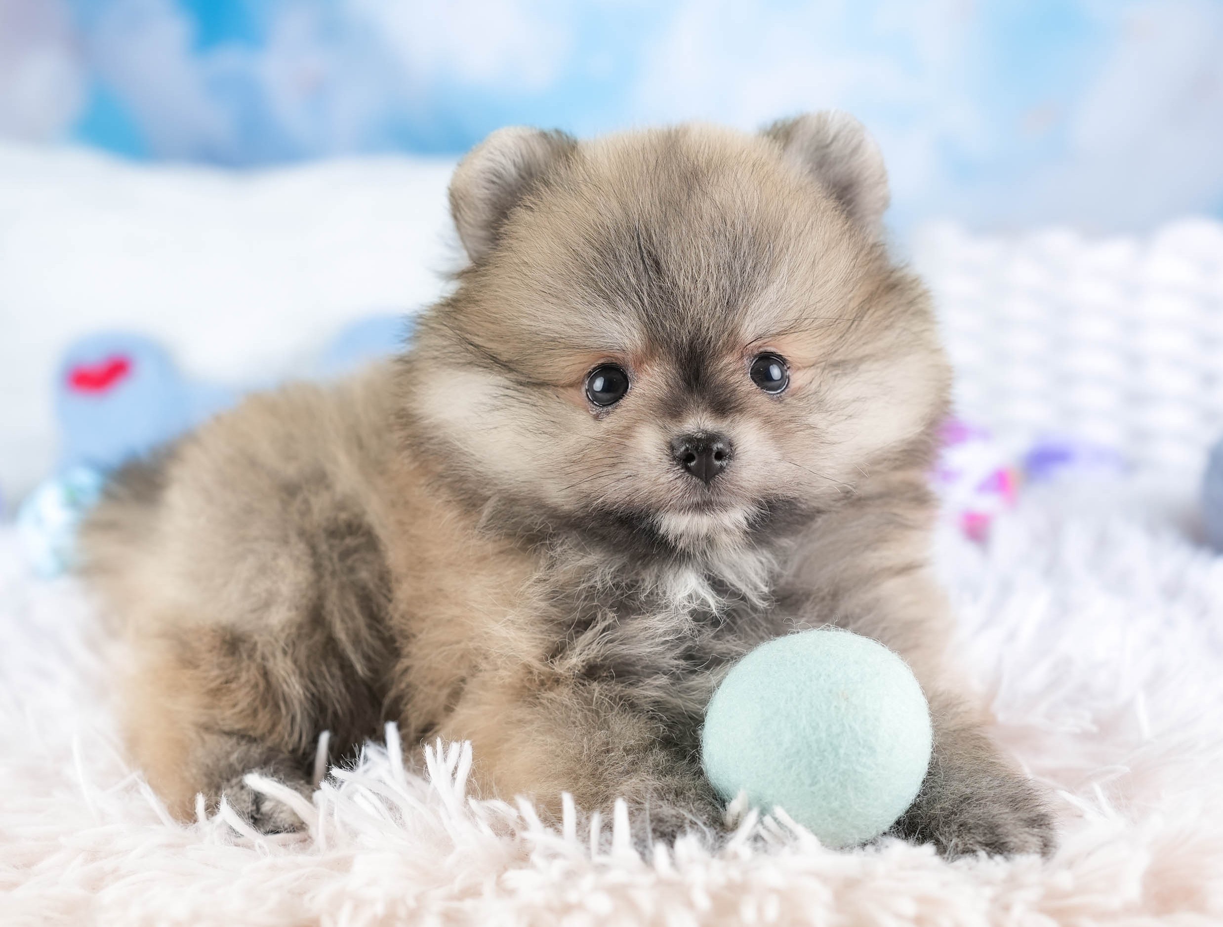 ポメラニアン | 女の子 | ウルフセーブル | 2026年1月3日