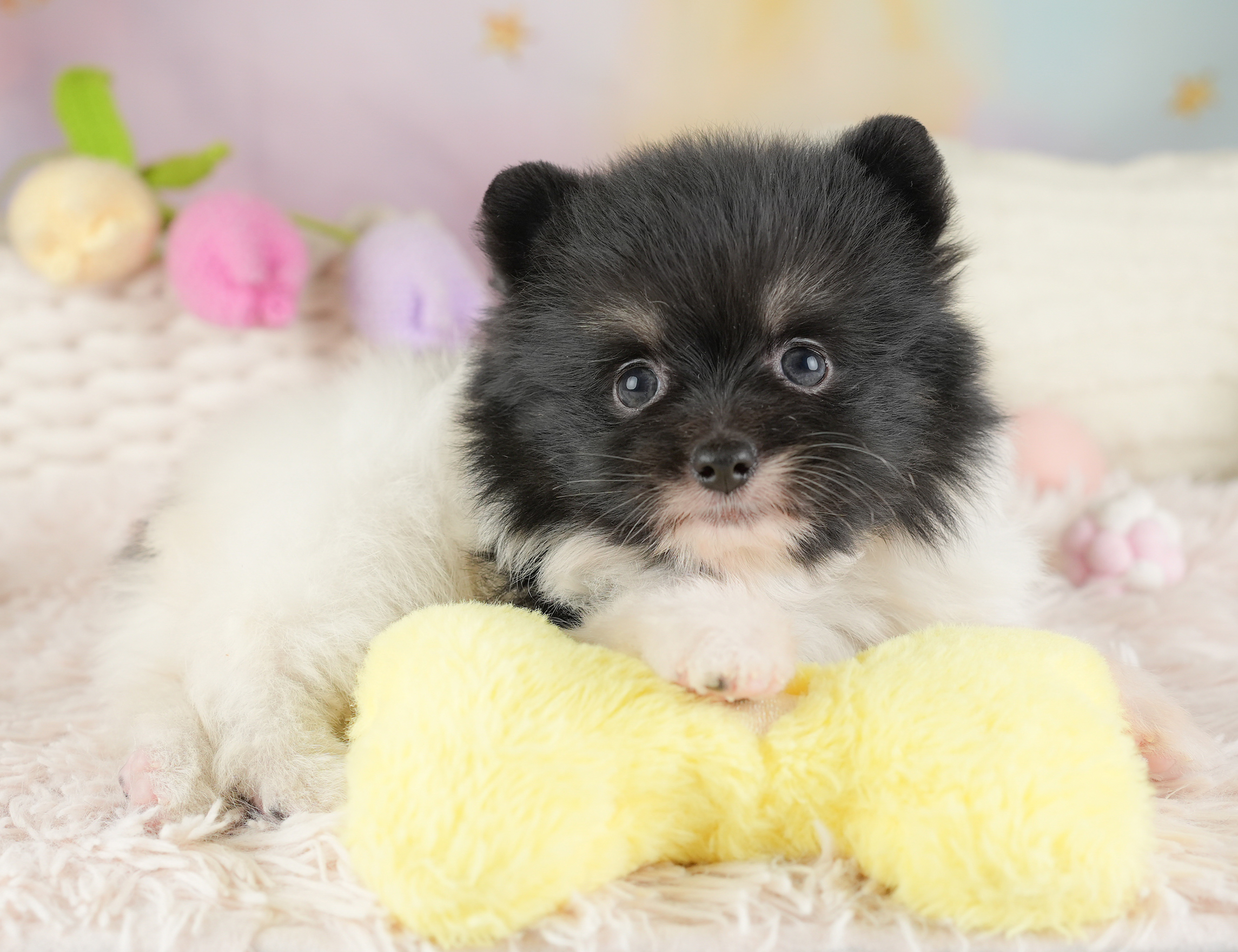 ポメラニアン【男の子 ホワイト＆ブラック 2026-01-03 パピー