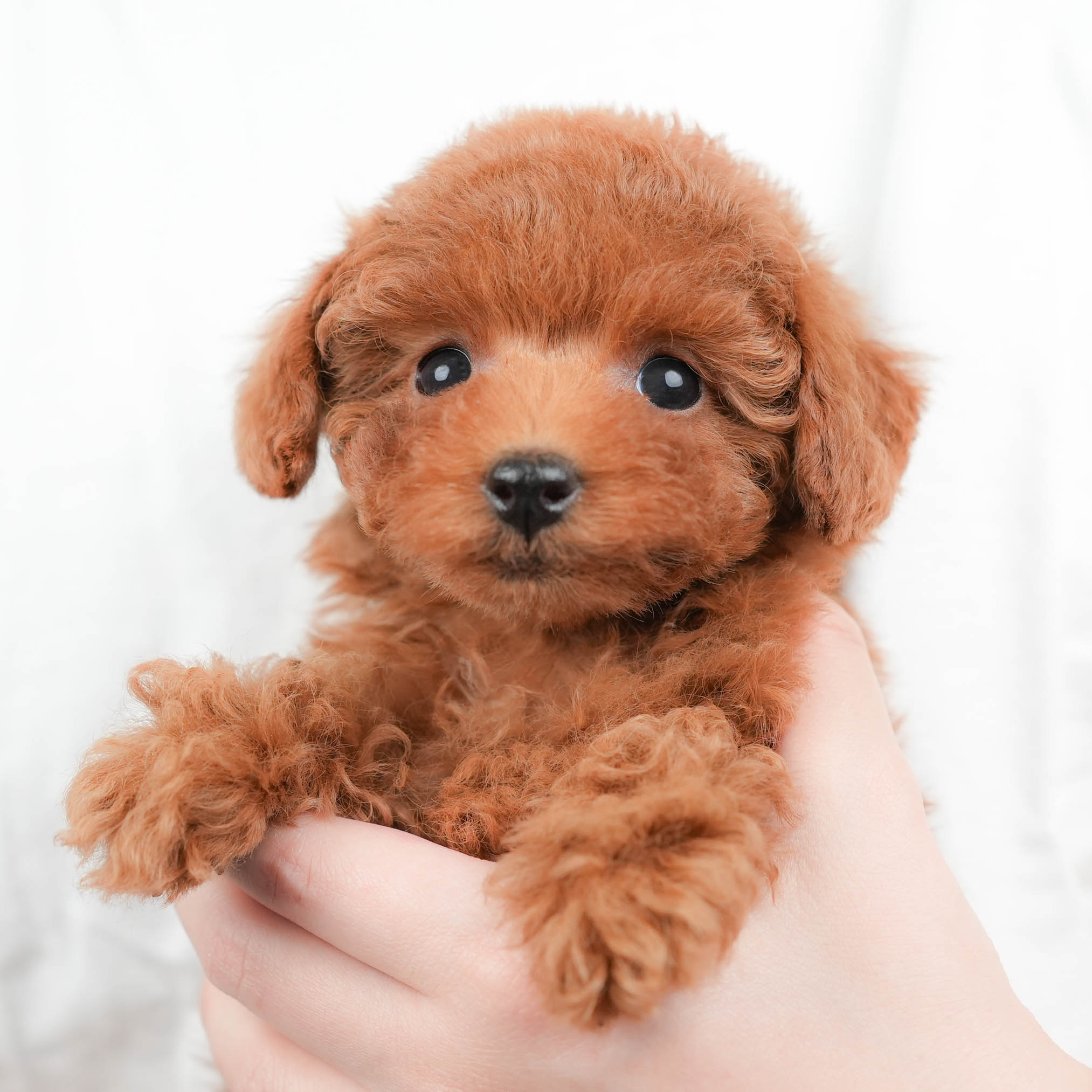 トイ・プードル | 女の子 | レッド | 2026年1月8日