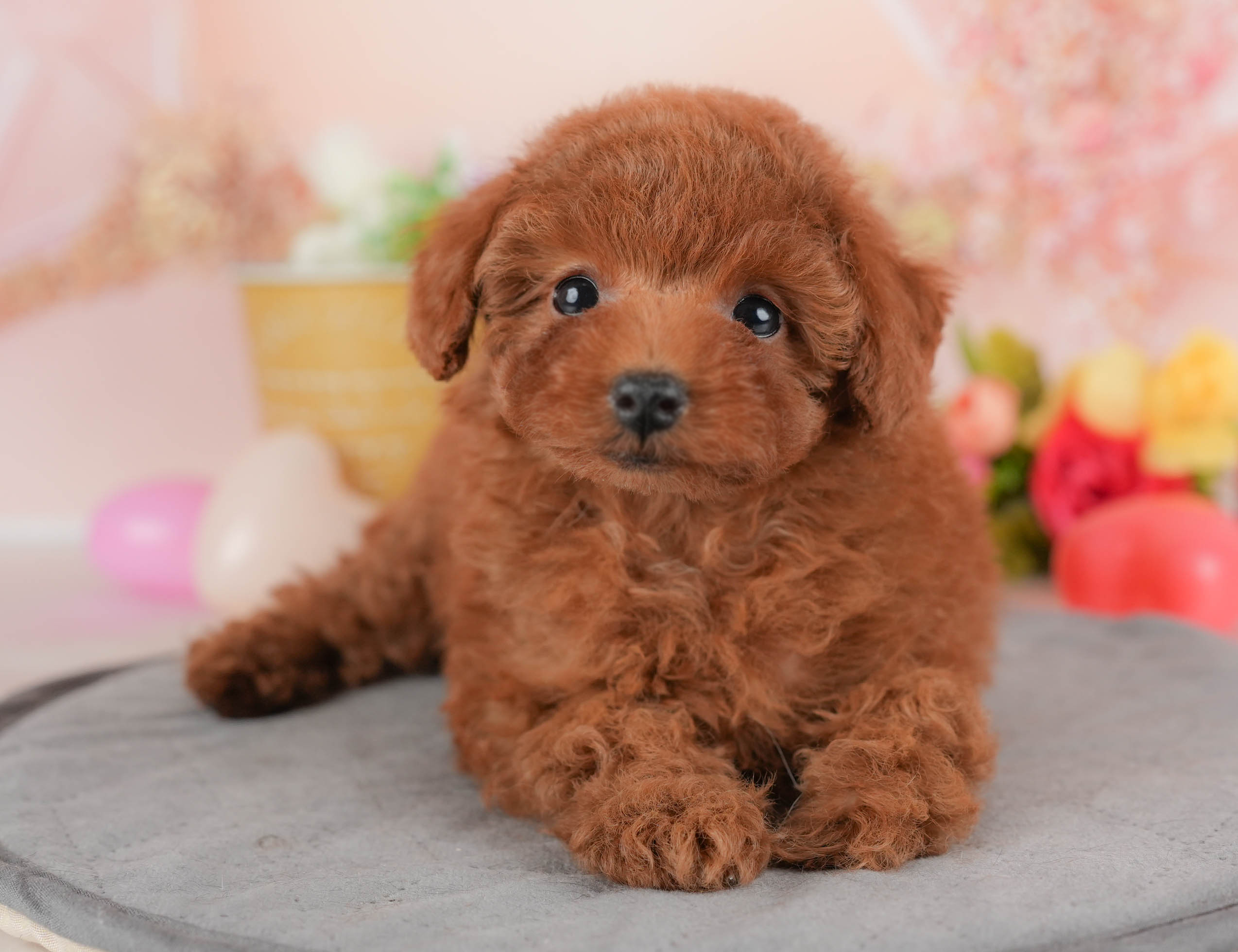 トイ・プードル | 女の子 | レッド | 2026年1月8日