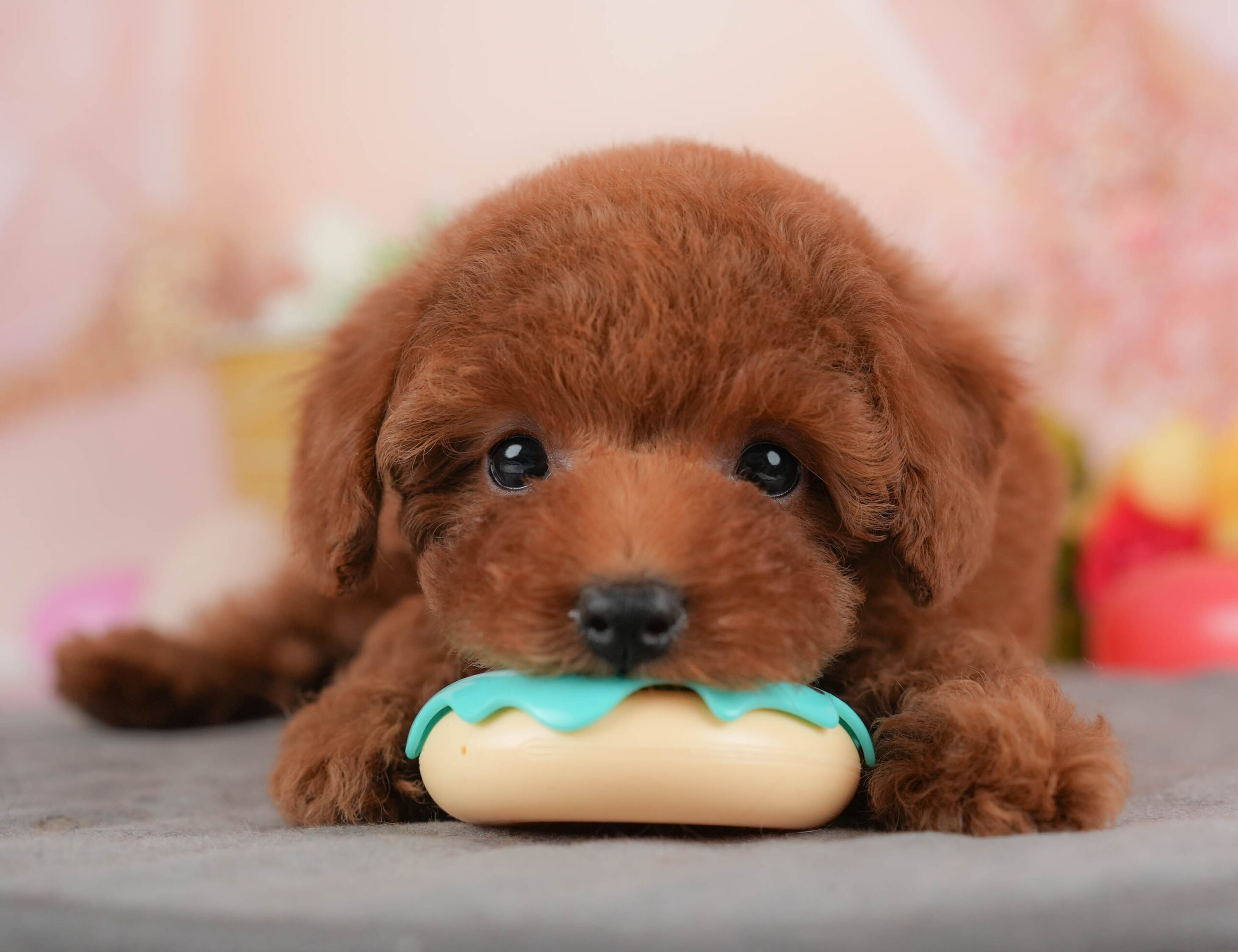 トイ・プードル | 女の子 | レッド | 2026年1月8日