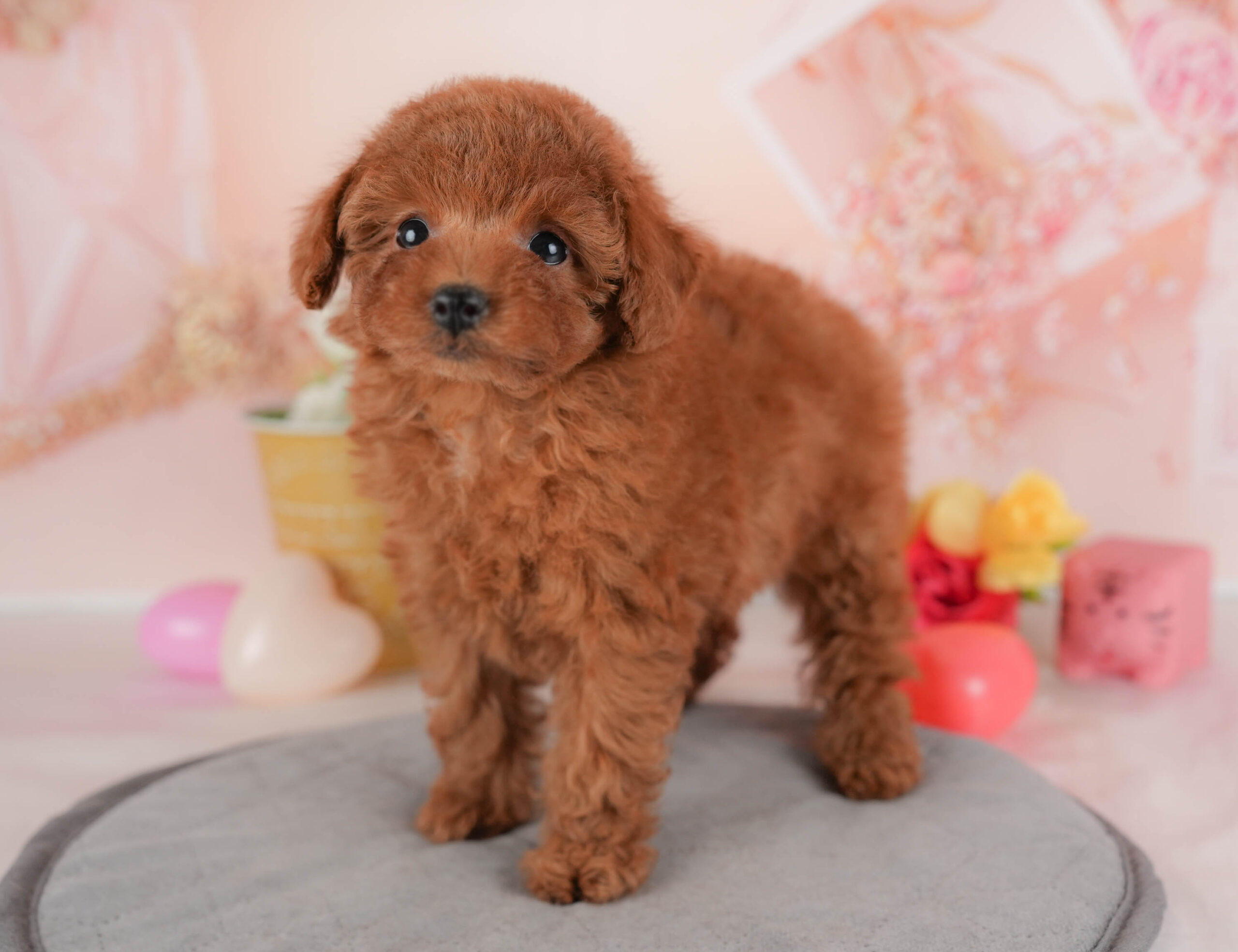 トイ・プードル | 女の子 | レッド | 2026年1月8日