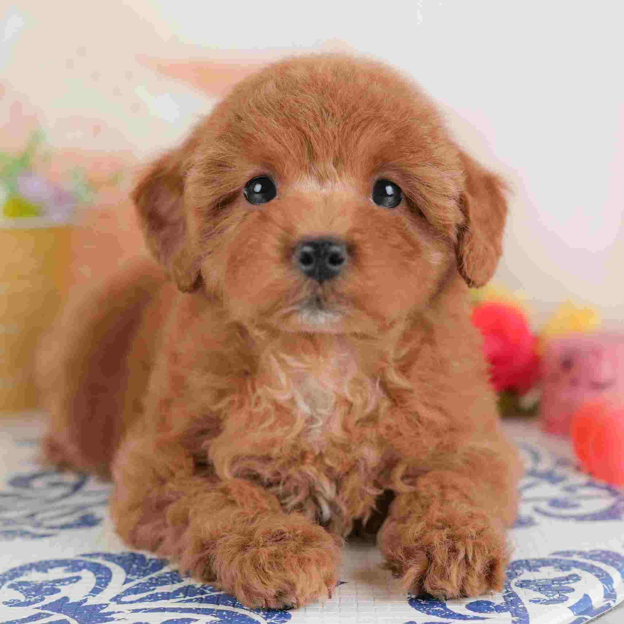 トイ・プードル | 女の子 | レッド | 2026年1月8日