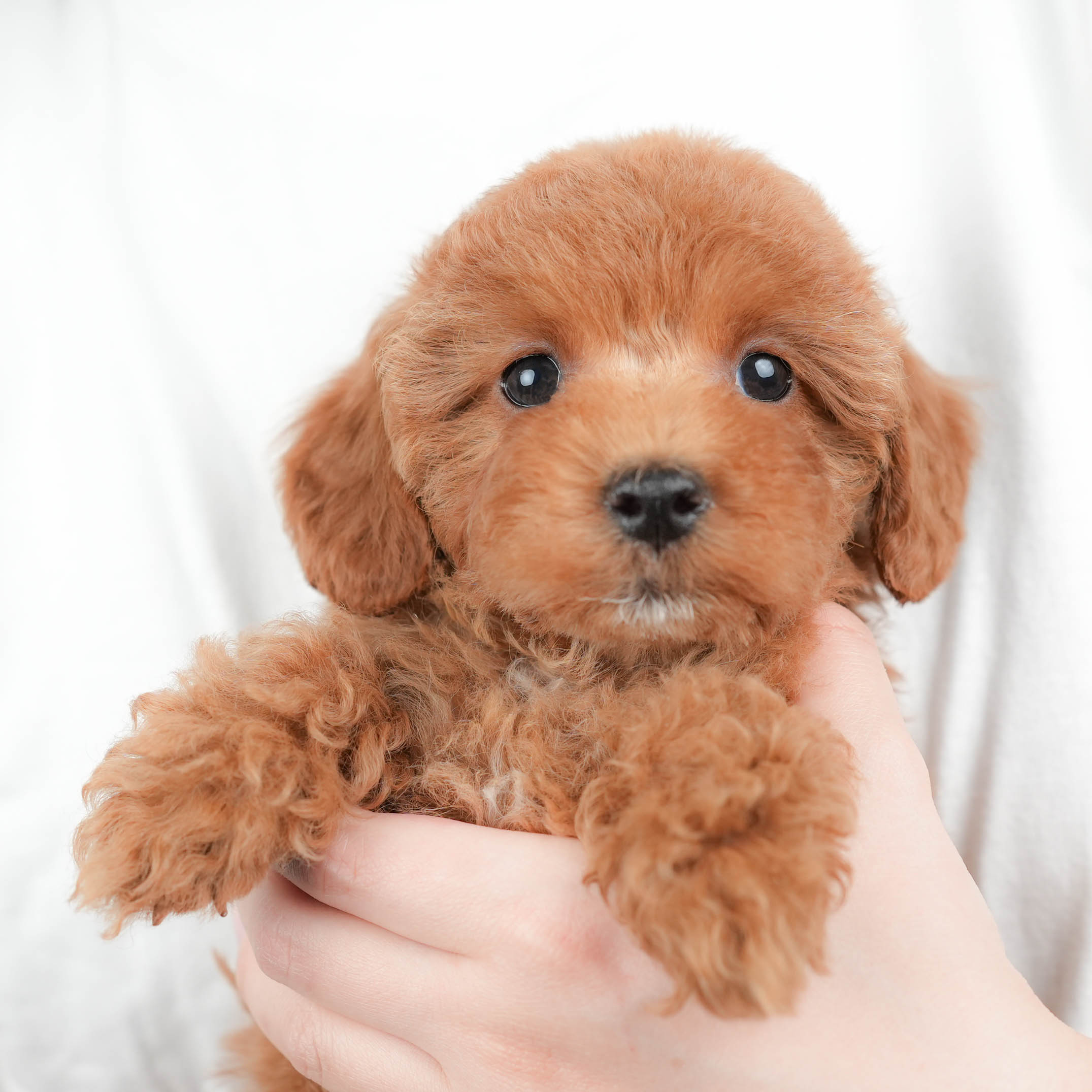 トイ・プードル | 女の子 | レッド | 2026年1月8日