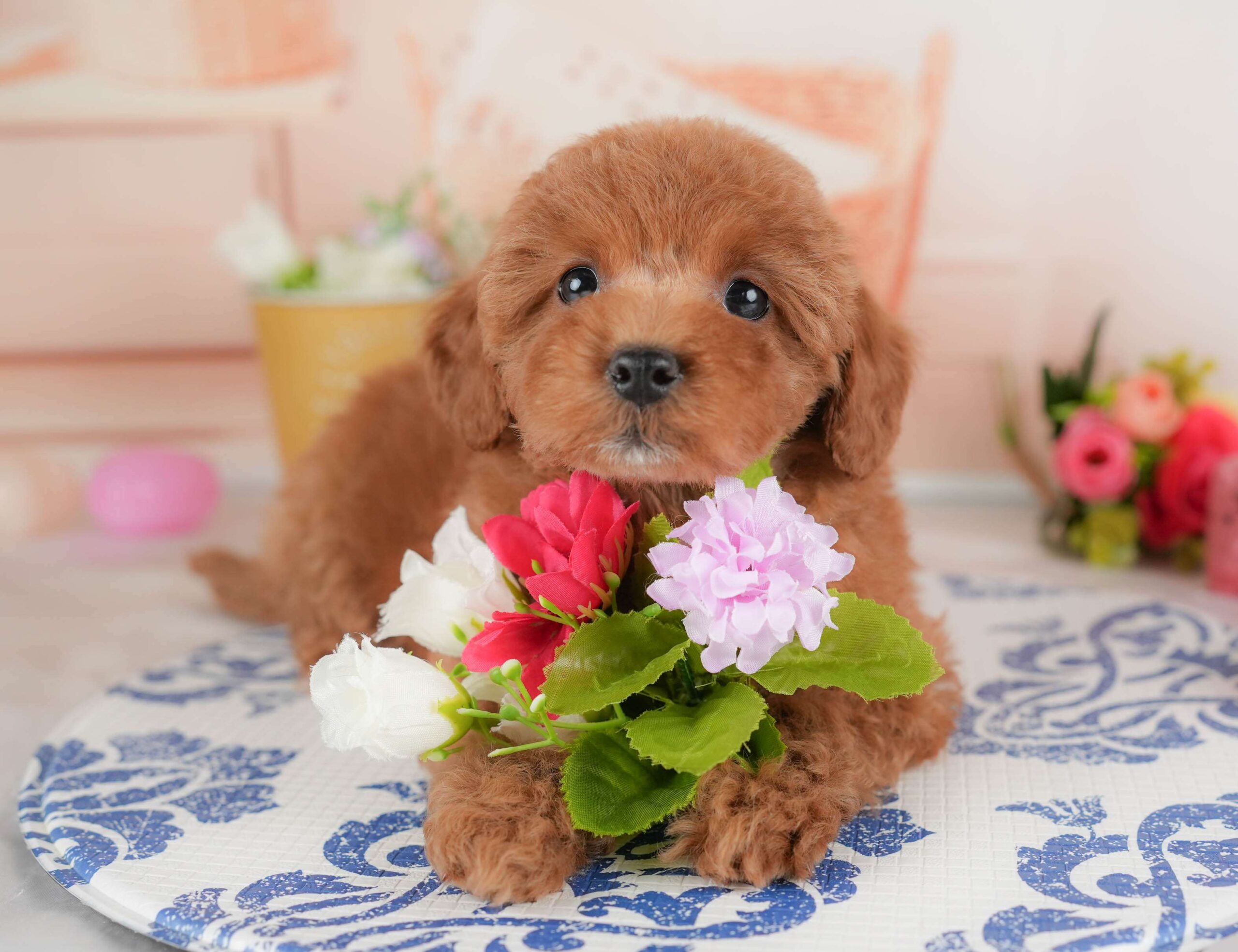 トイ・プードル | 女の子 | レッド | 2026年1月8日（ID:dog-30002848）