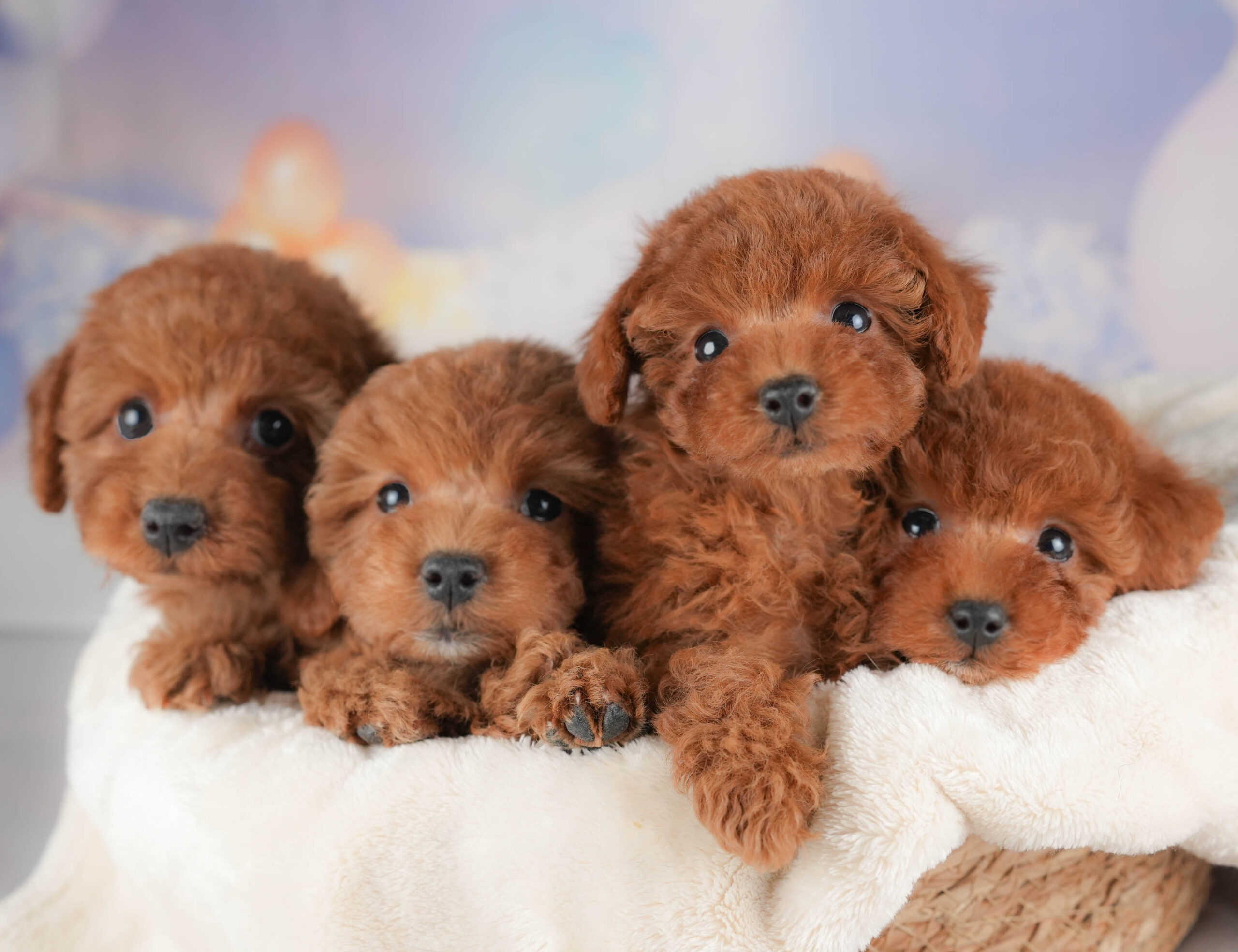 トイ・プードル | 女の子 | レッド | 2026年1月8日