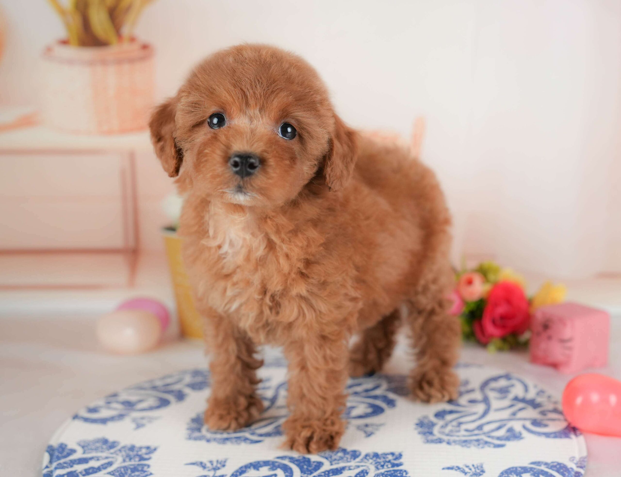 トイ・プードル | 女の子 | レッド | 2026年1月8日（ID:dog-30002848）