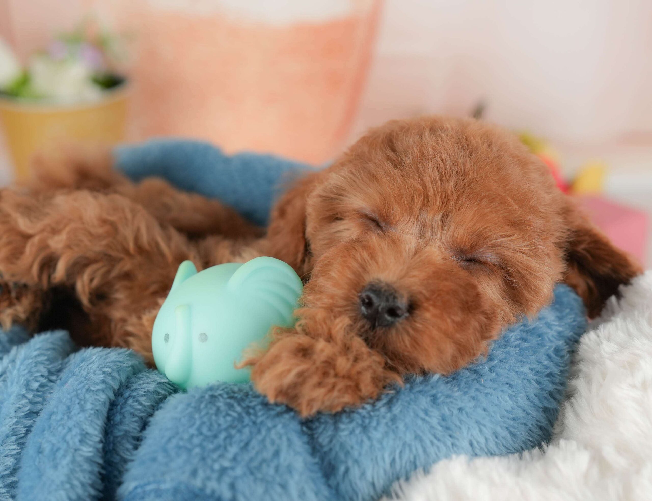 トイ・プードル | 女の子 | レッド | 2026年1月8日（ID:dog-30002848）