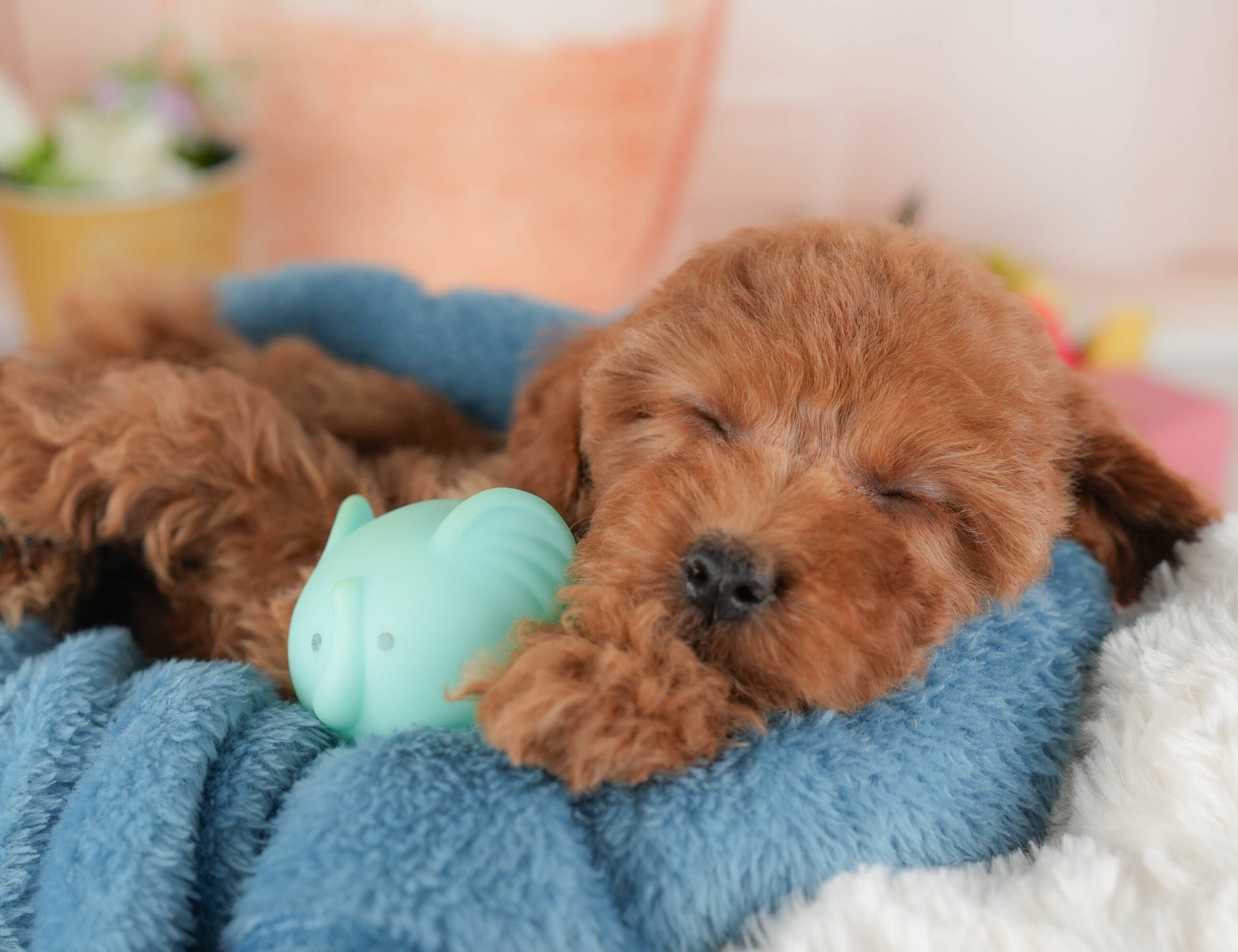 トイ・プードル | 女の子 | レッド | 2026年1月8日