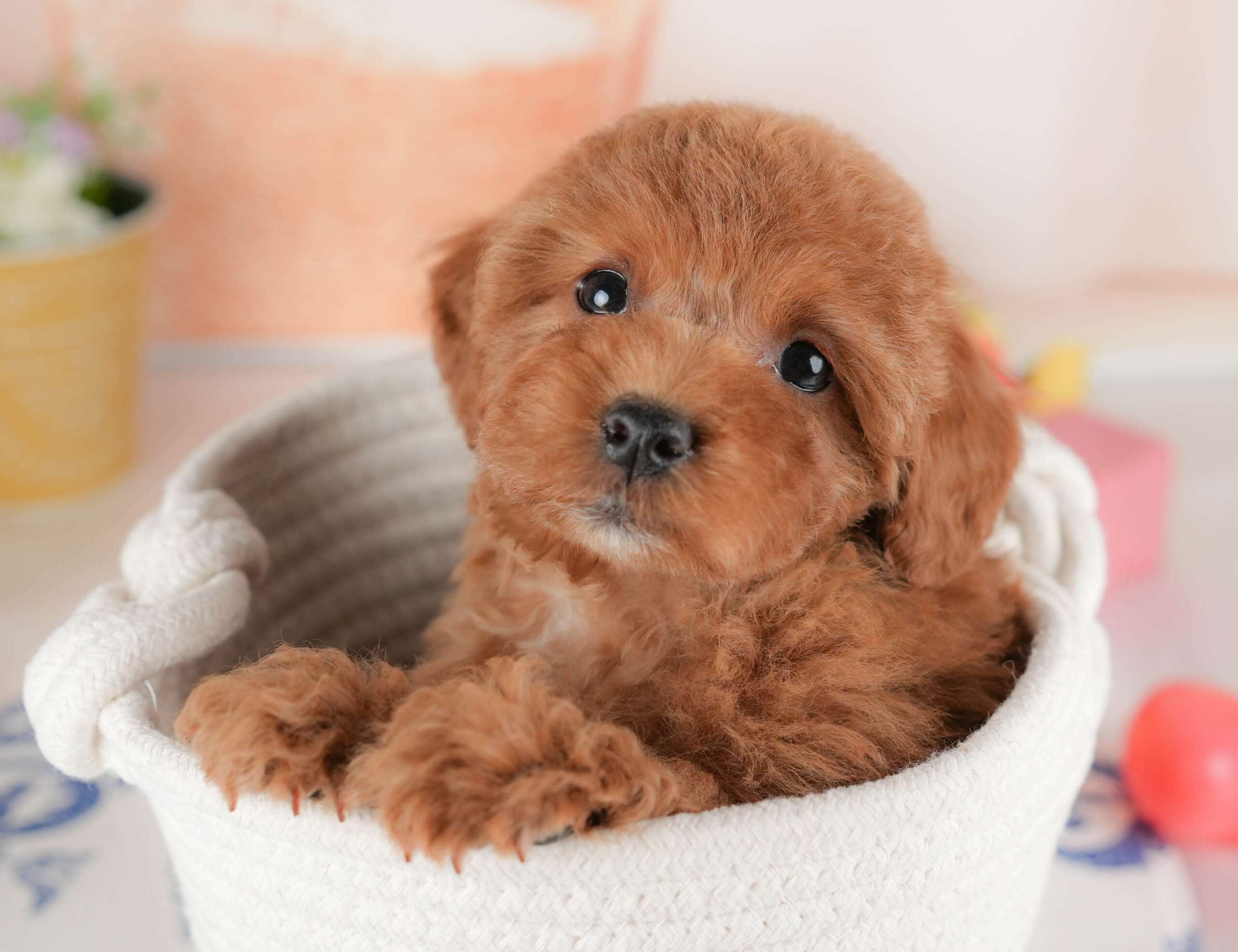 トイ・プードル | 女の子 | レッド | 2026年1月8日（ID:dog-30002848）