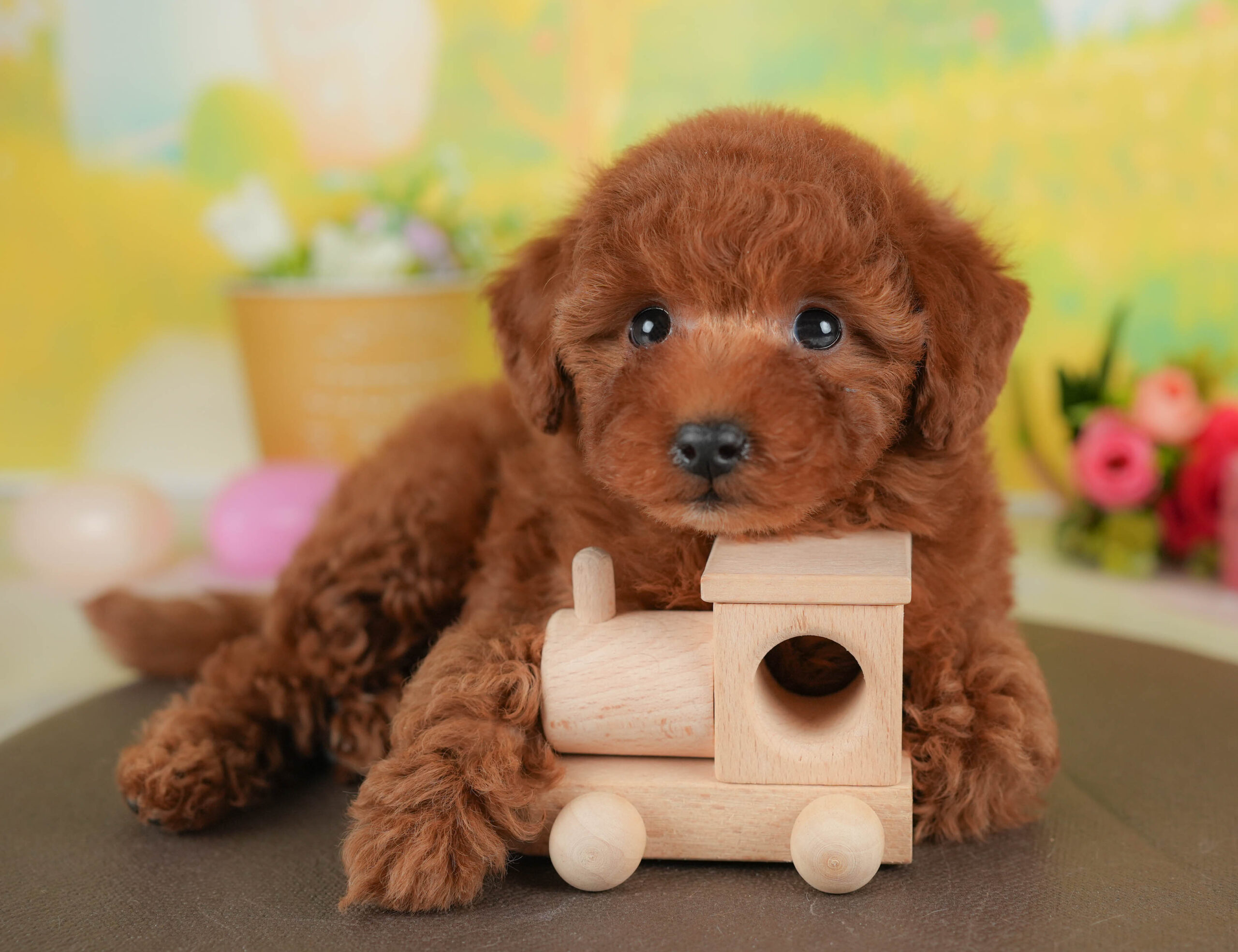 トイ・プードル | 男の子 | レッド | 2026年1月8日