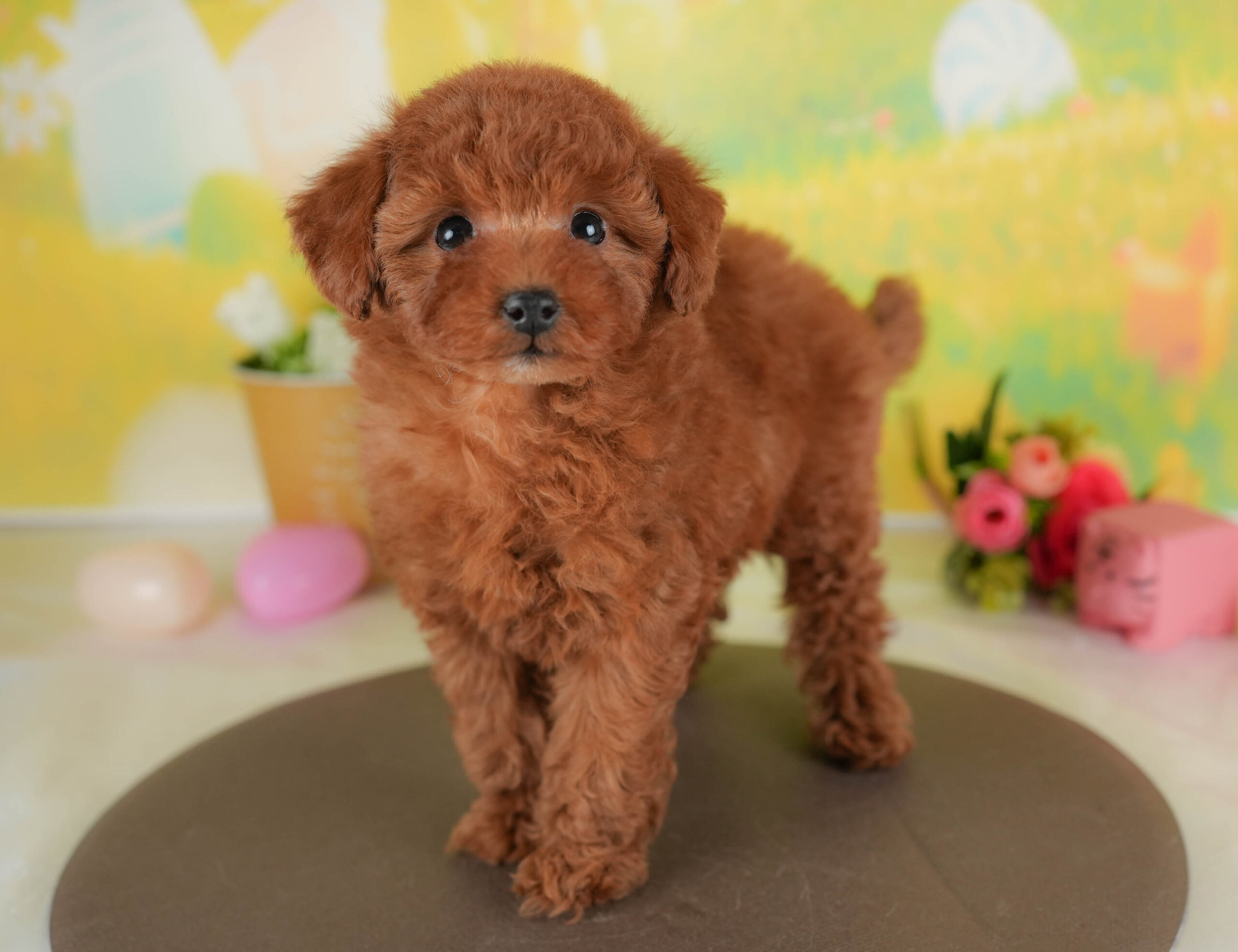 トイ・プードル | 男の子 | レッド | 2026年1月8日