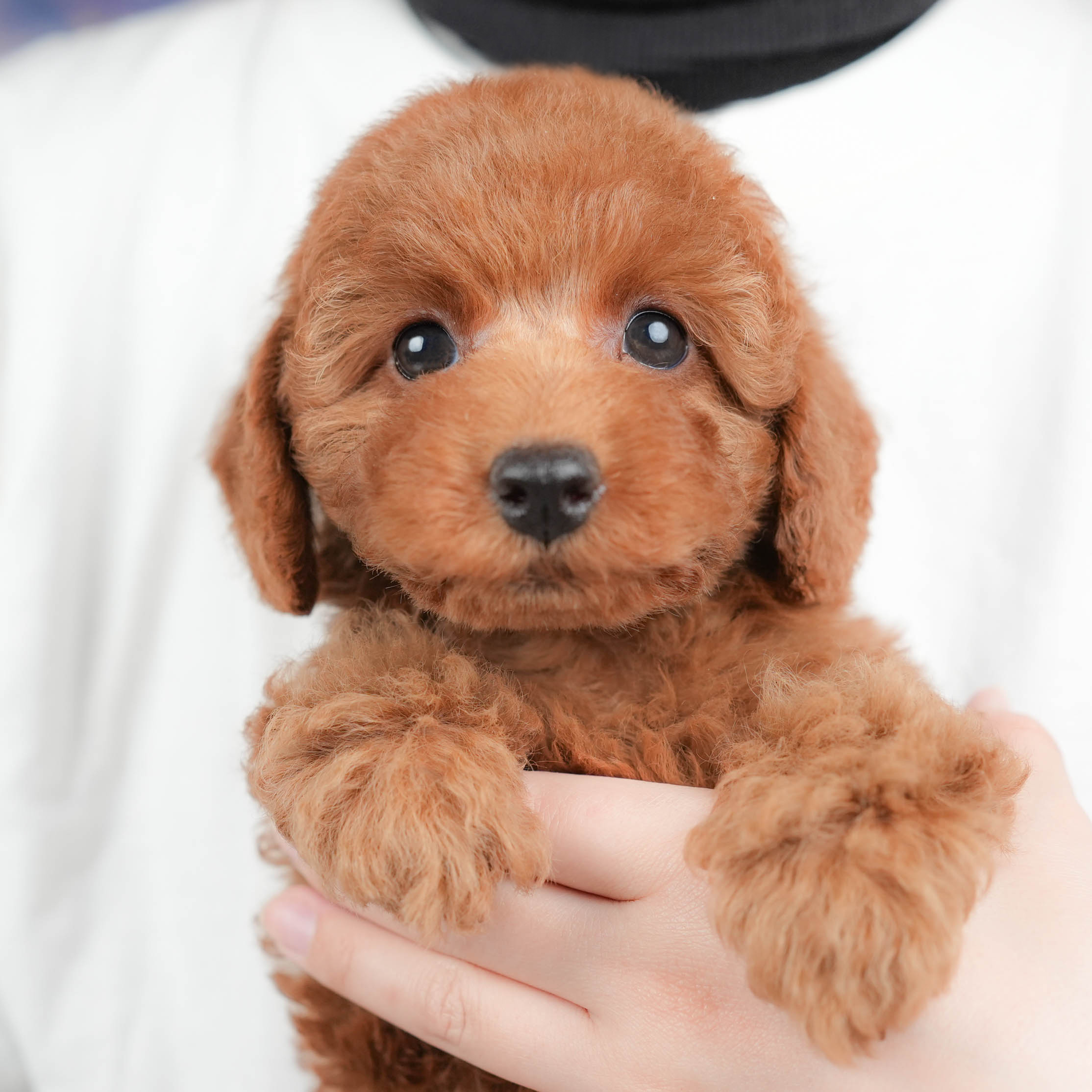 トイ・プードル | 女の子 | レッド | 2026年1月8日