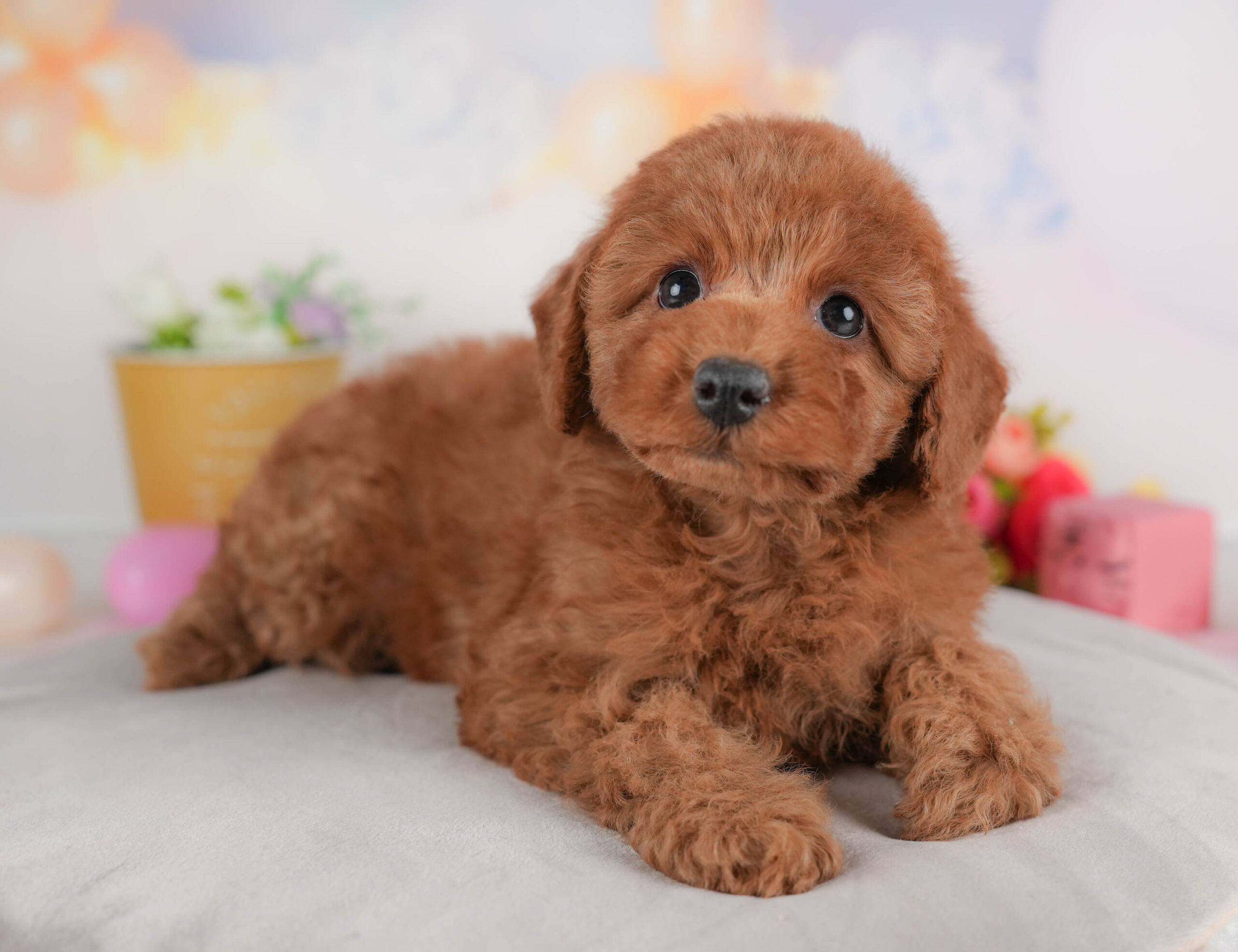 トイ・プードル | 女の子 | レッド | 2026年1月8日