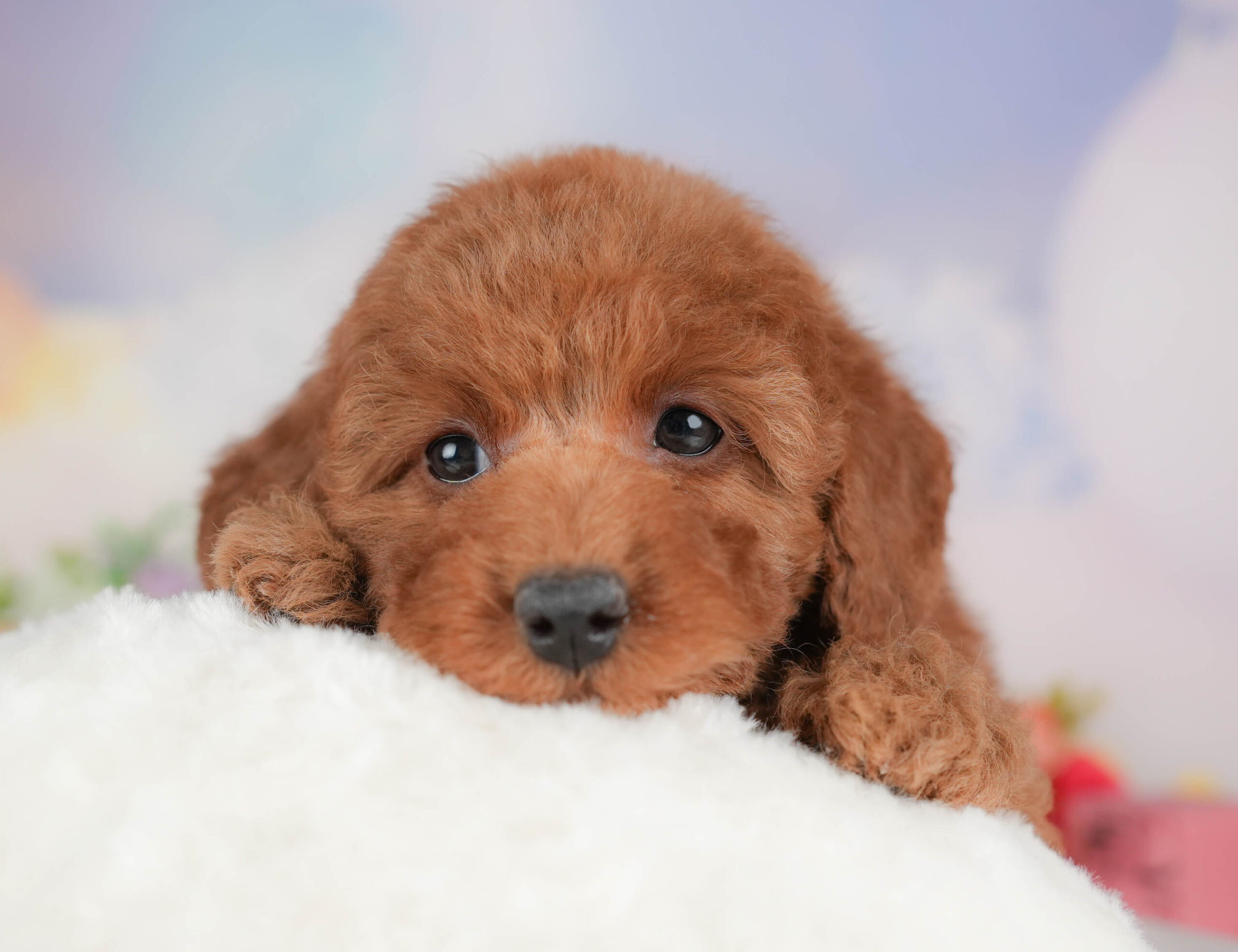 トイ・プードル | 女の子 | レッド | 2026年1月8日