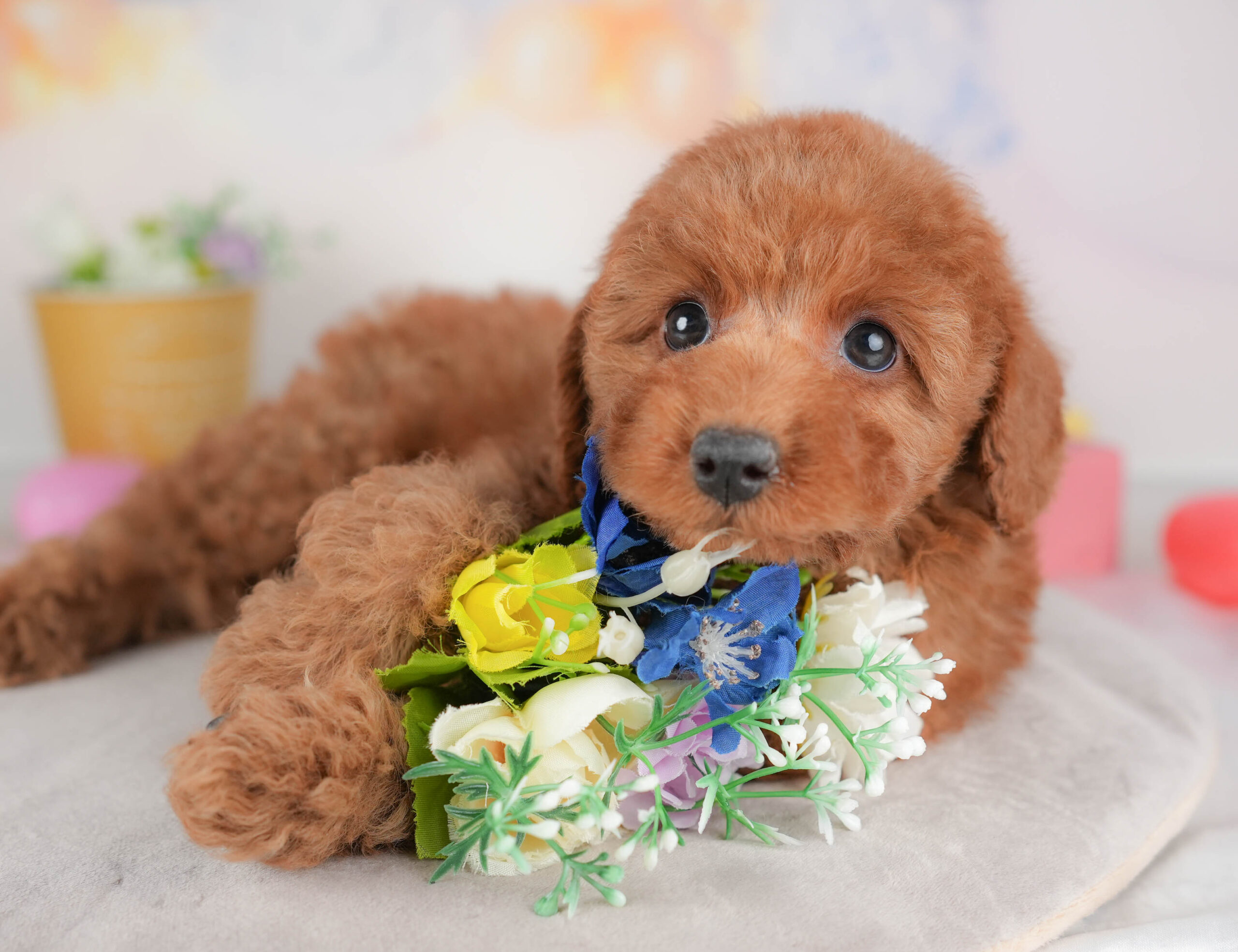 トイ・プードル | 女の子 | レッド | 2026年1月8日