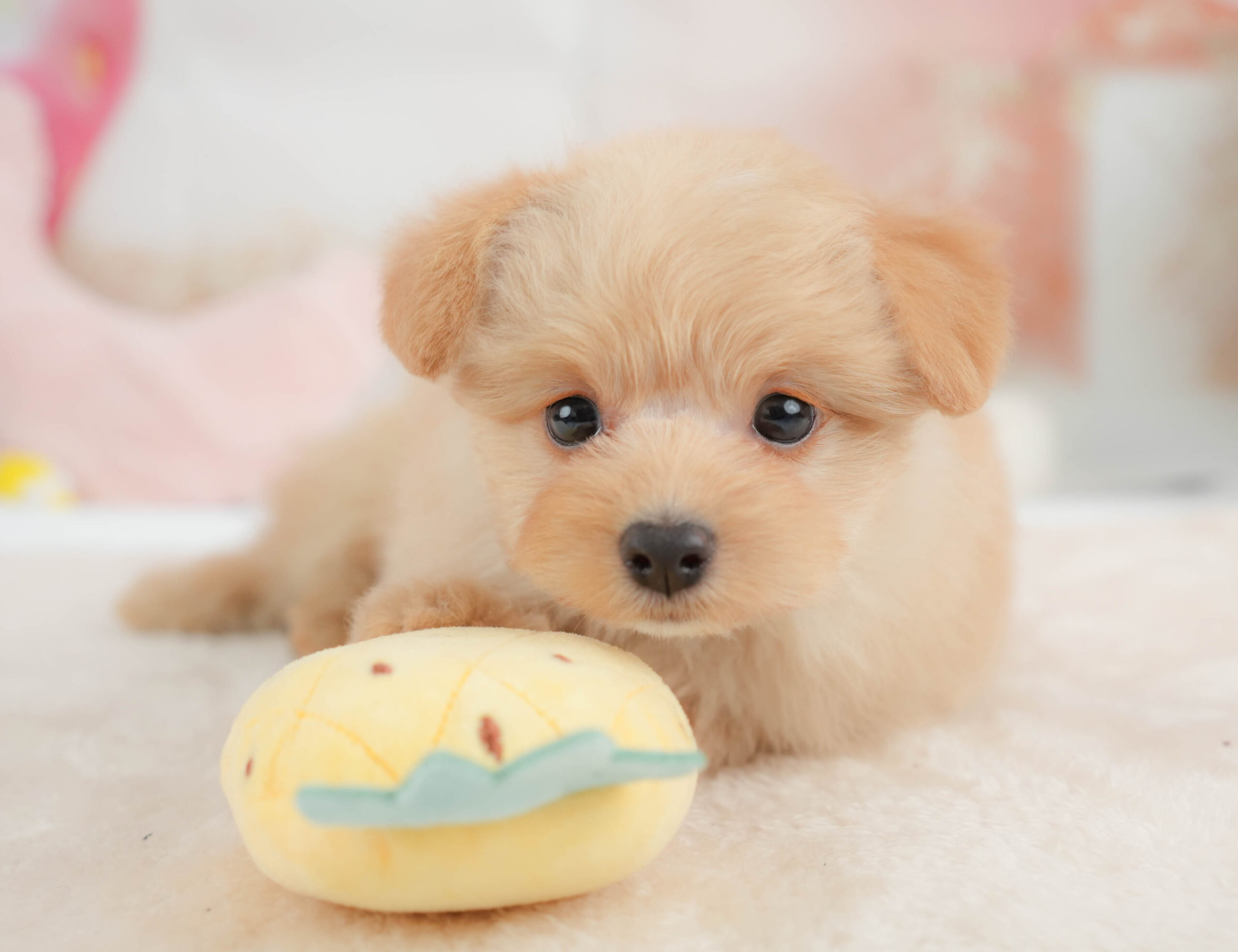 ポメプー | 男の子 | アプリコット | 2026年1月9日