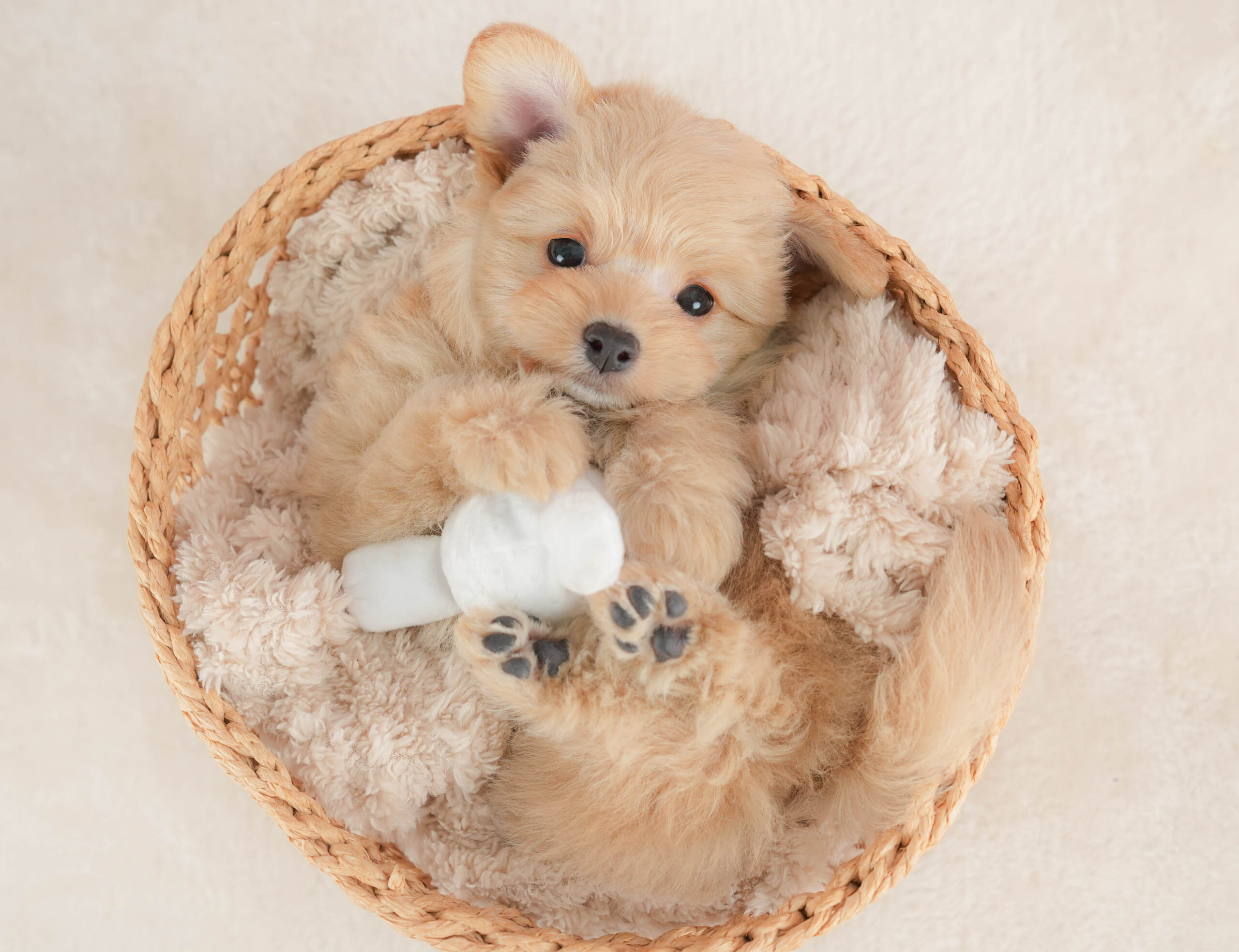 ポメプー | 男の子 | アプリコット | 2026年1月9日