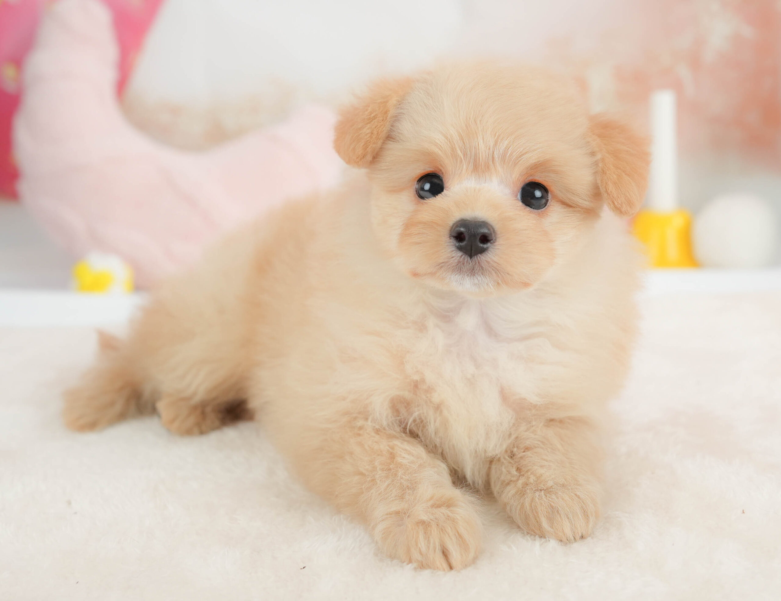 ポメプー | 男の子 | アプリコット | 2026年1月9日